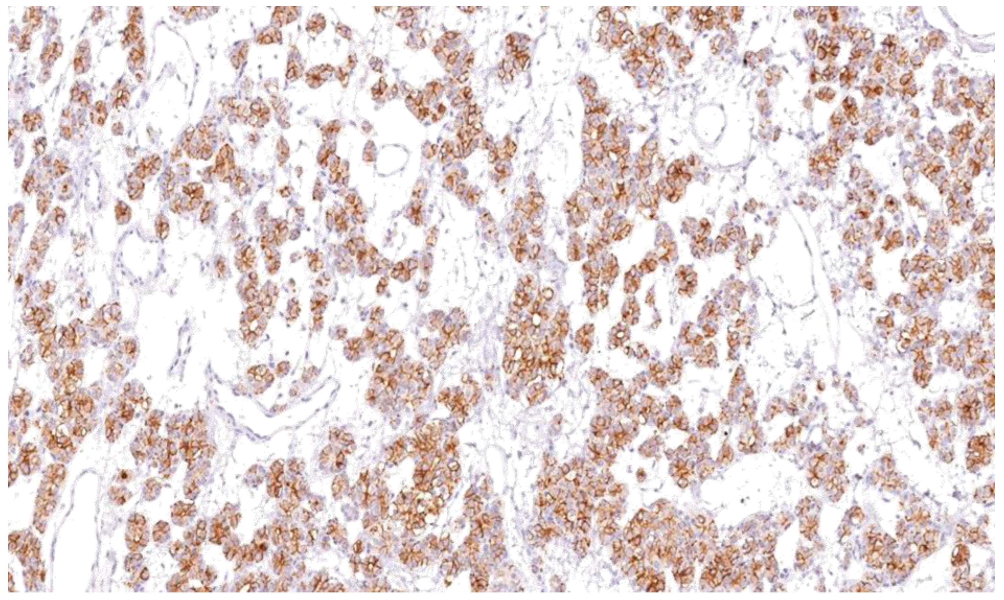 Endocrines 03 00021 g010