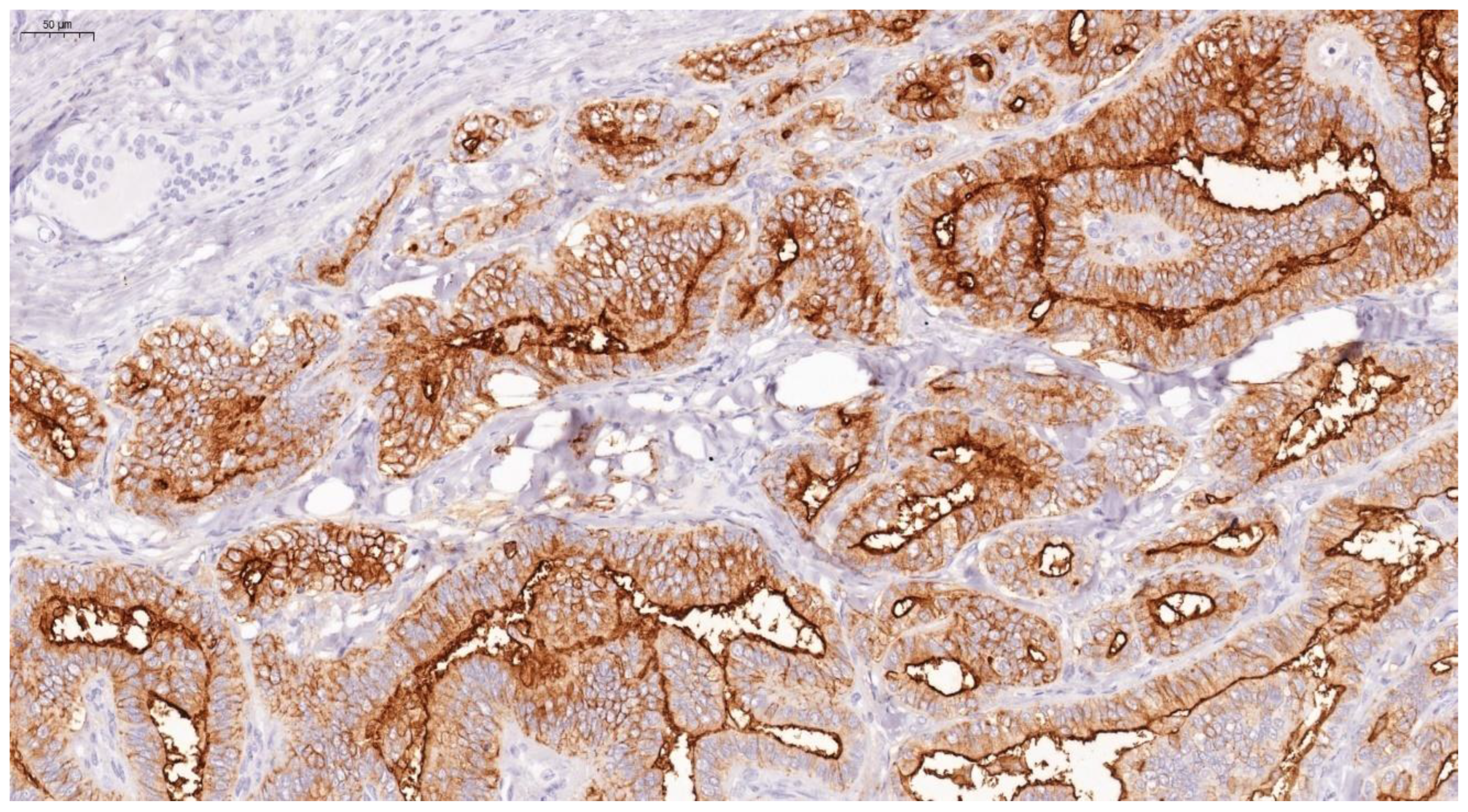 Endocrines 03 00021 g011