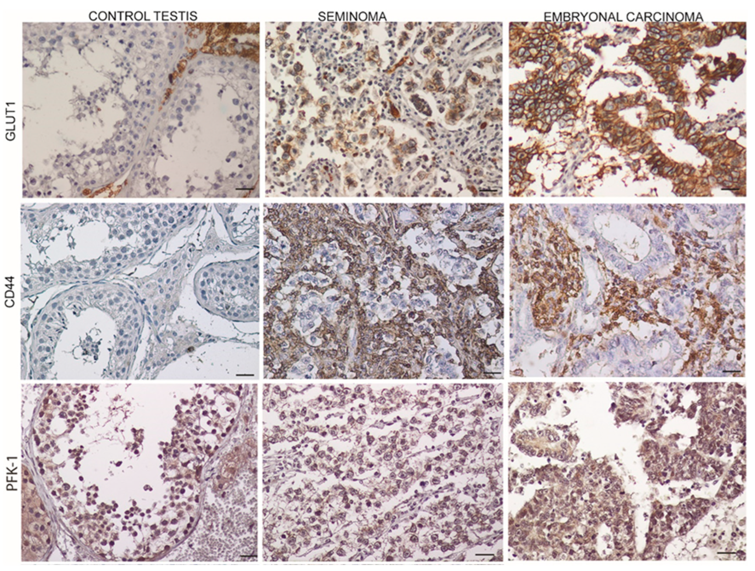 Endocrines 03 00049 g002
