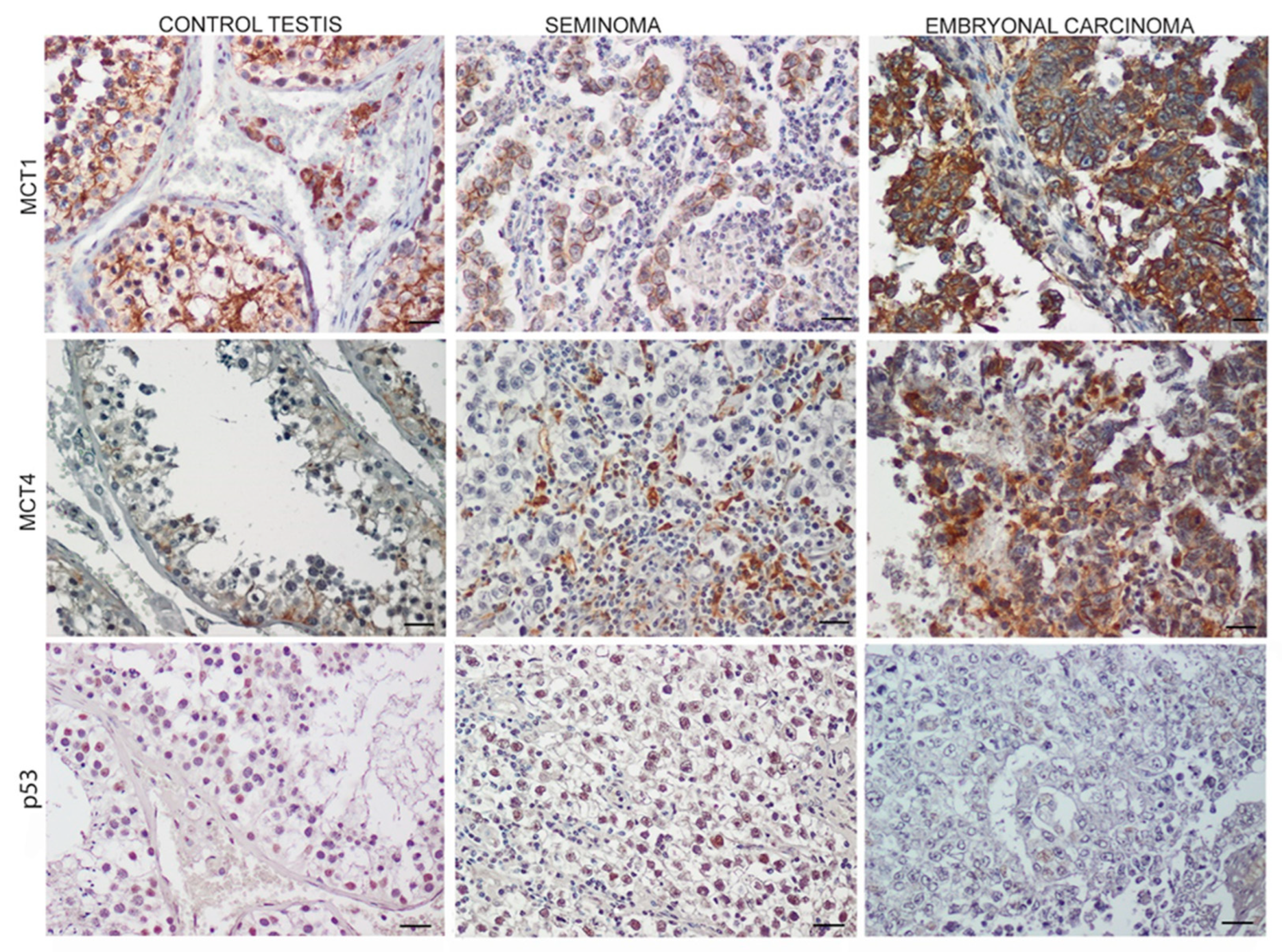 Endocrines 03 00049 g003