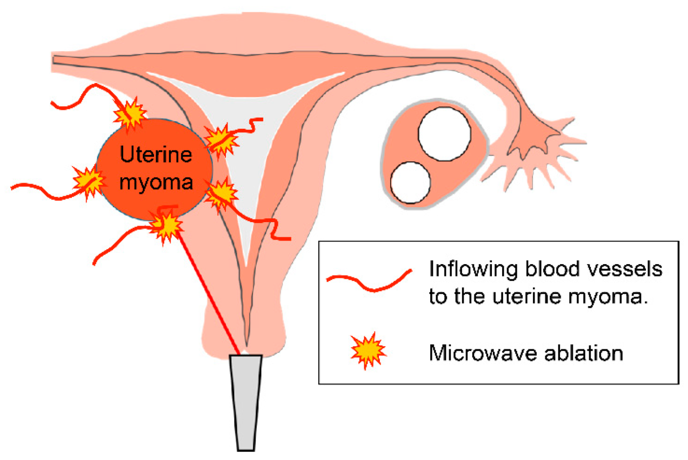 Endocrines 03 00054 g003 Endocrines 03 00054 g003
