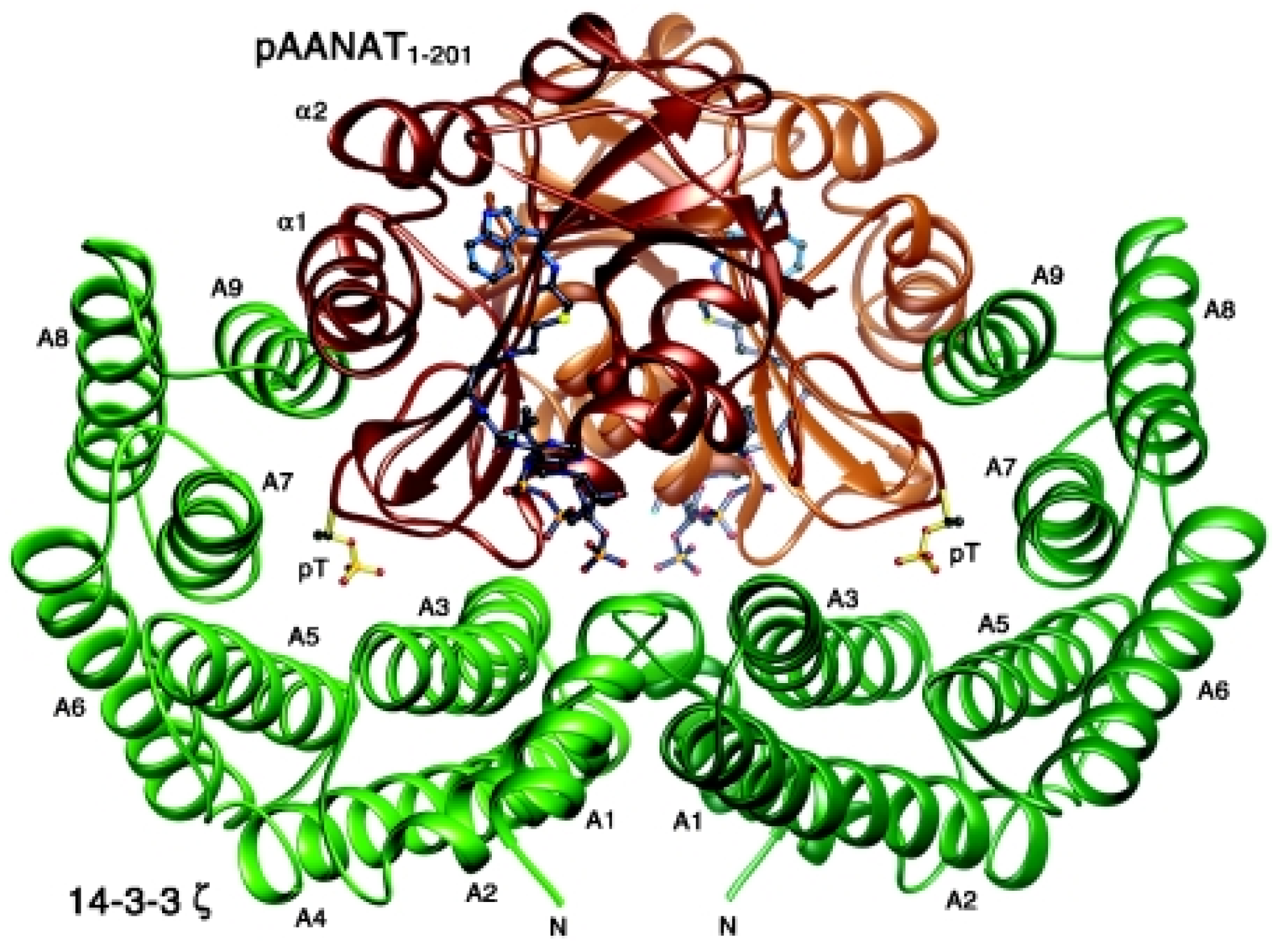 Endocrines 03 00057 g001 Endocrines 03 00057 g001