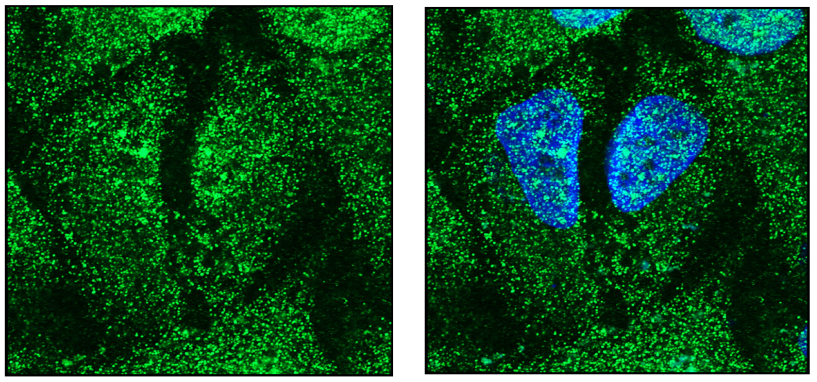 Endocrines 03 00057 g003 Endocrines 03 00057 g003