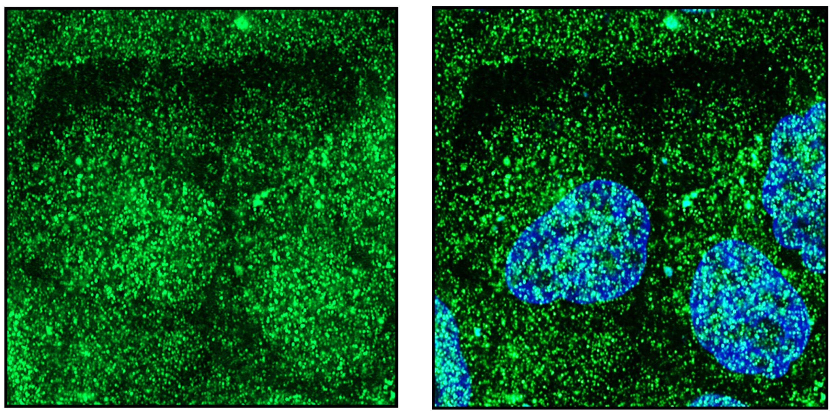 Endocrines 03 00057 g005 Endocrines 03 00057 g005