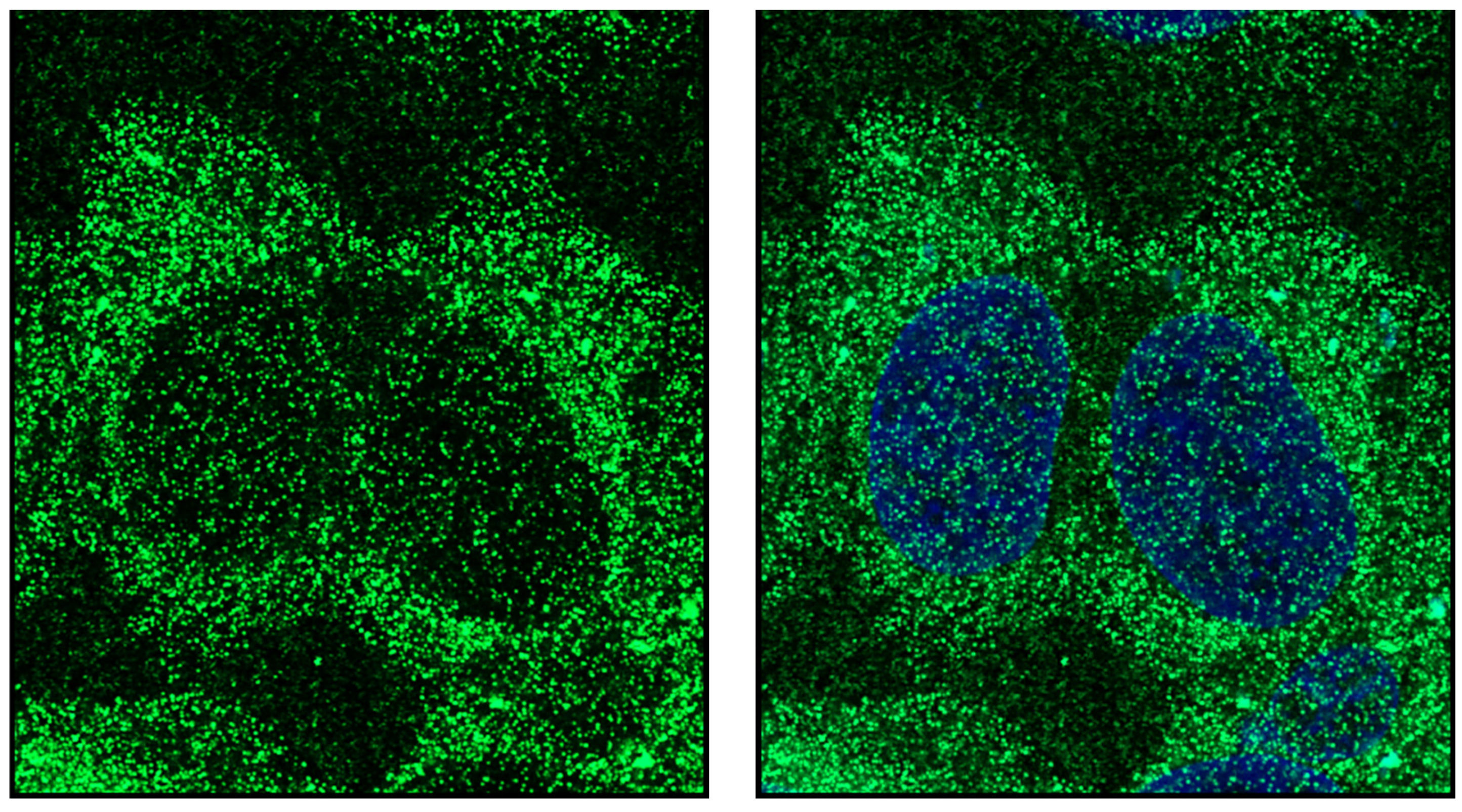Endocrines 03 00057 g006 Endocrines 03 00057 g006