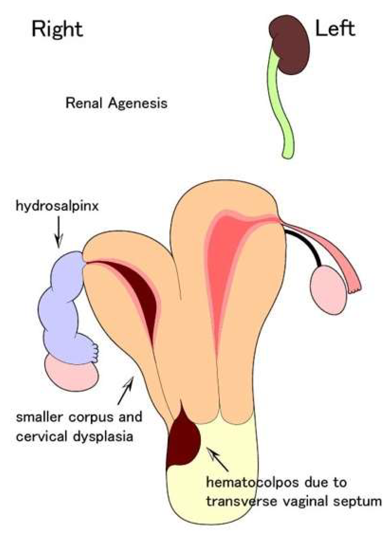 Endocrines 03 00068 g001