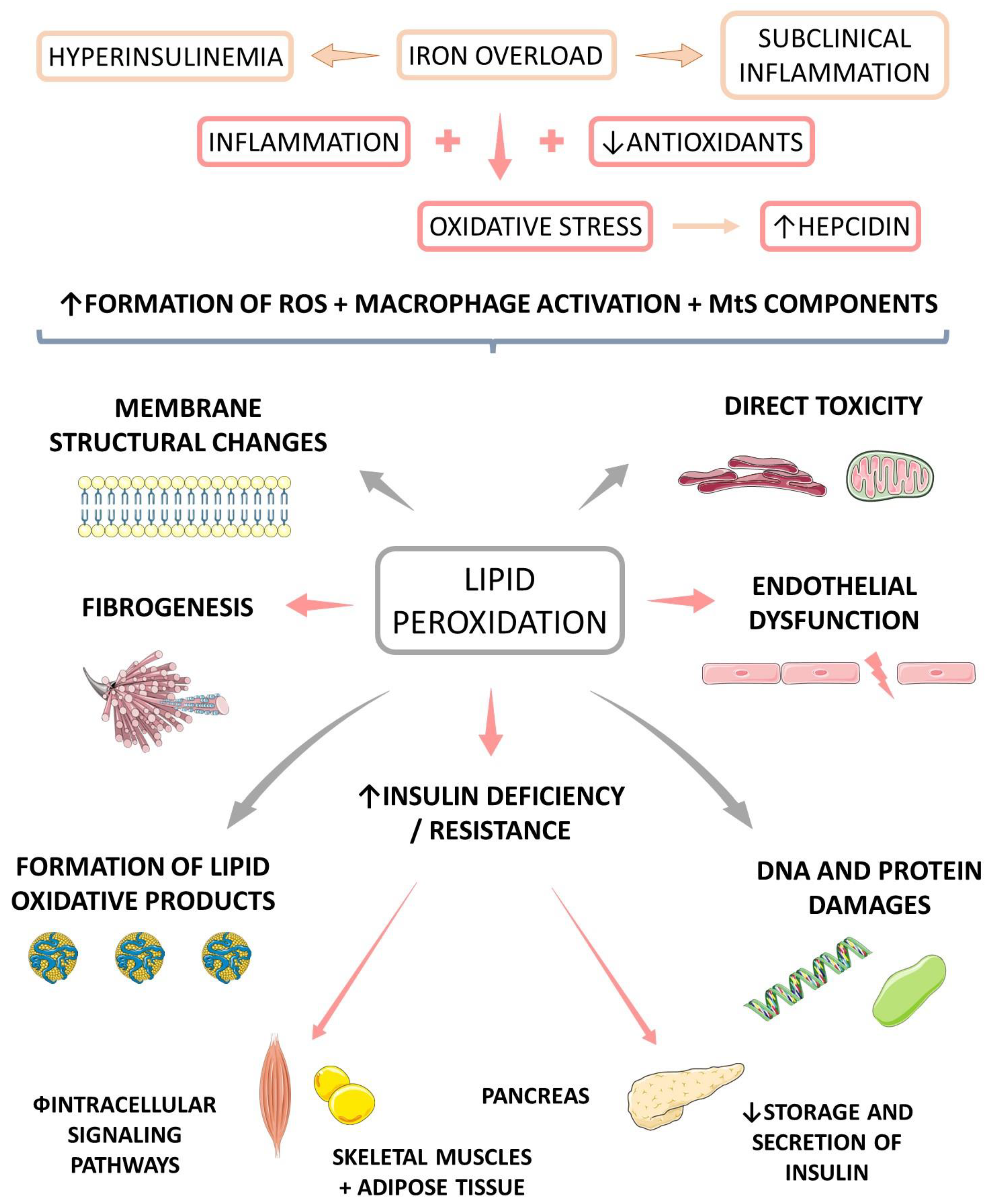 Endocrines 04 00002 g004