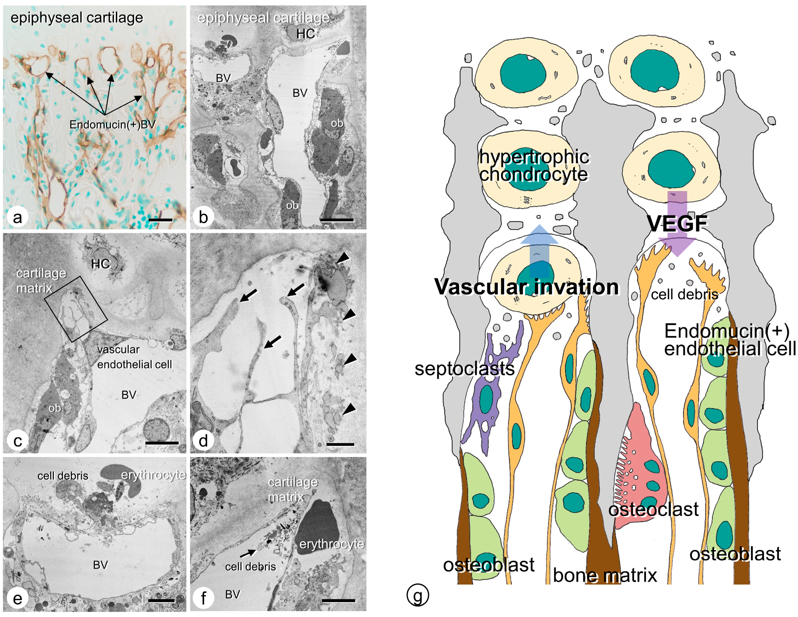 Endocrines 04 00006 g001