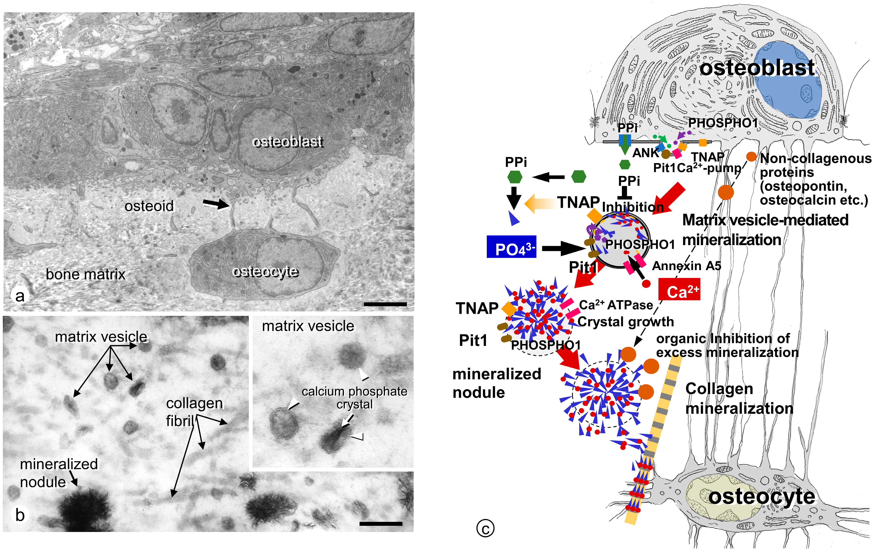 Endocrines 04 00006 g002