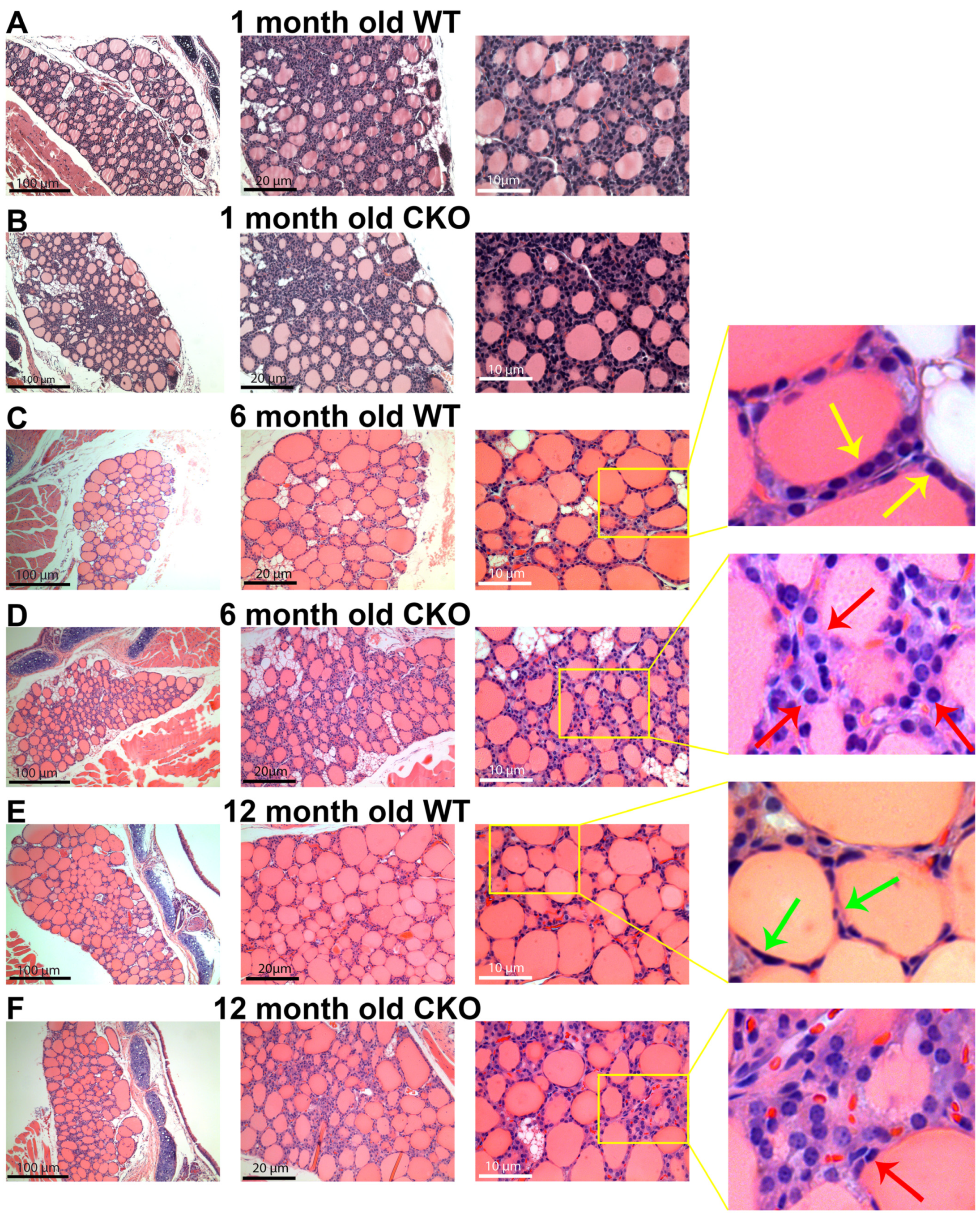 Endocrines 04 00013 g003 Endocrines 04 00013 g003