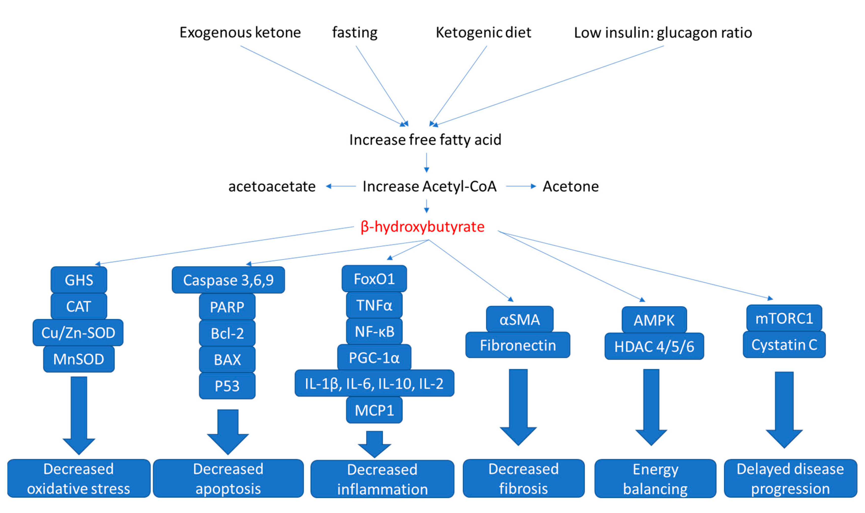 Endocrines 04 00019 g005 Endocrines 04 00019 g005