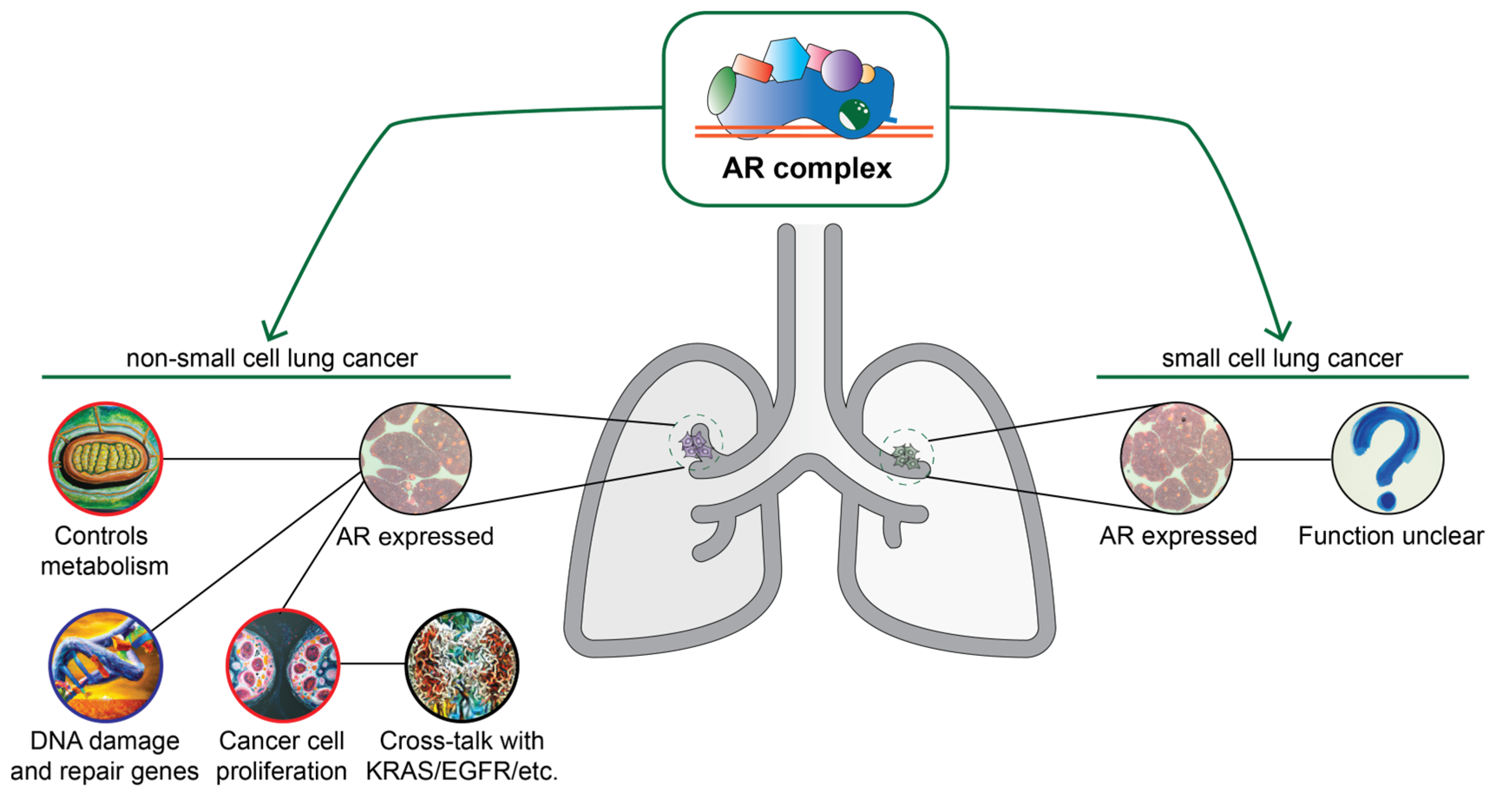 Endocrines 04 00022 g003 Endocrines 04 00022 g003