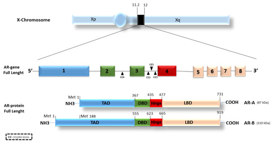 Endocrines 04 00031 g001 550