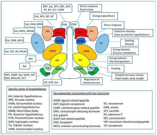 The Role of Hypothalamic Neuropeptides in Regulation of
