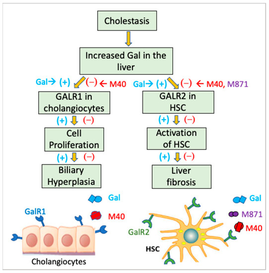 The Role of Hypothalamic Neuropeptides in Regulation of