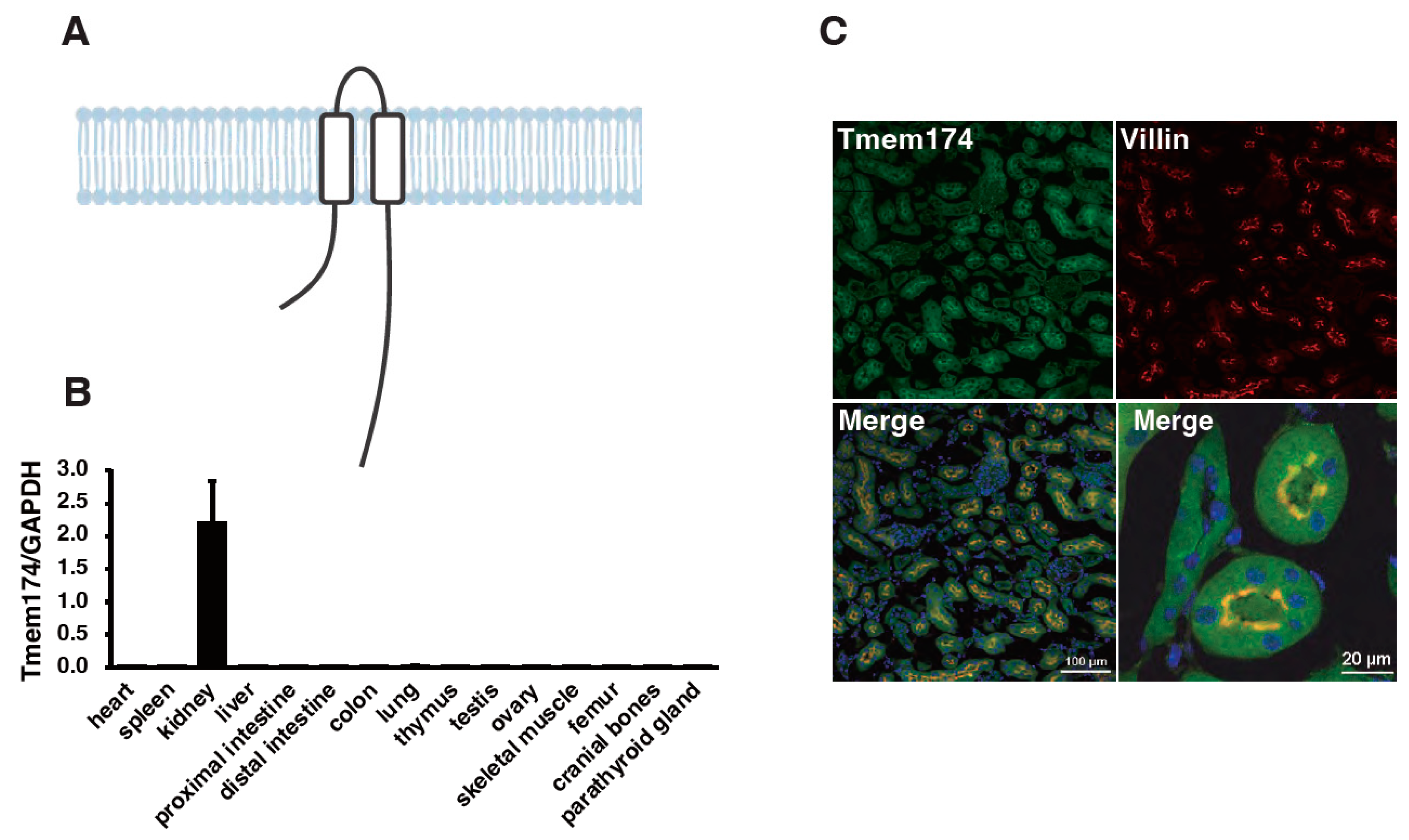 Endocrines 04 00043 g001