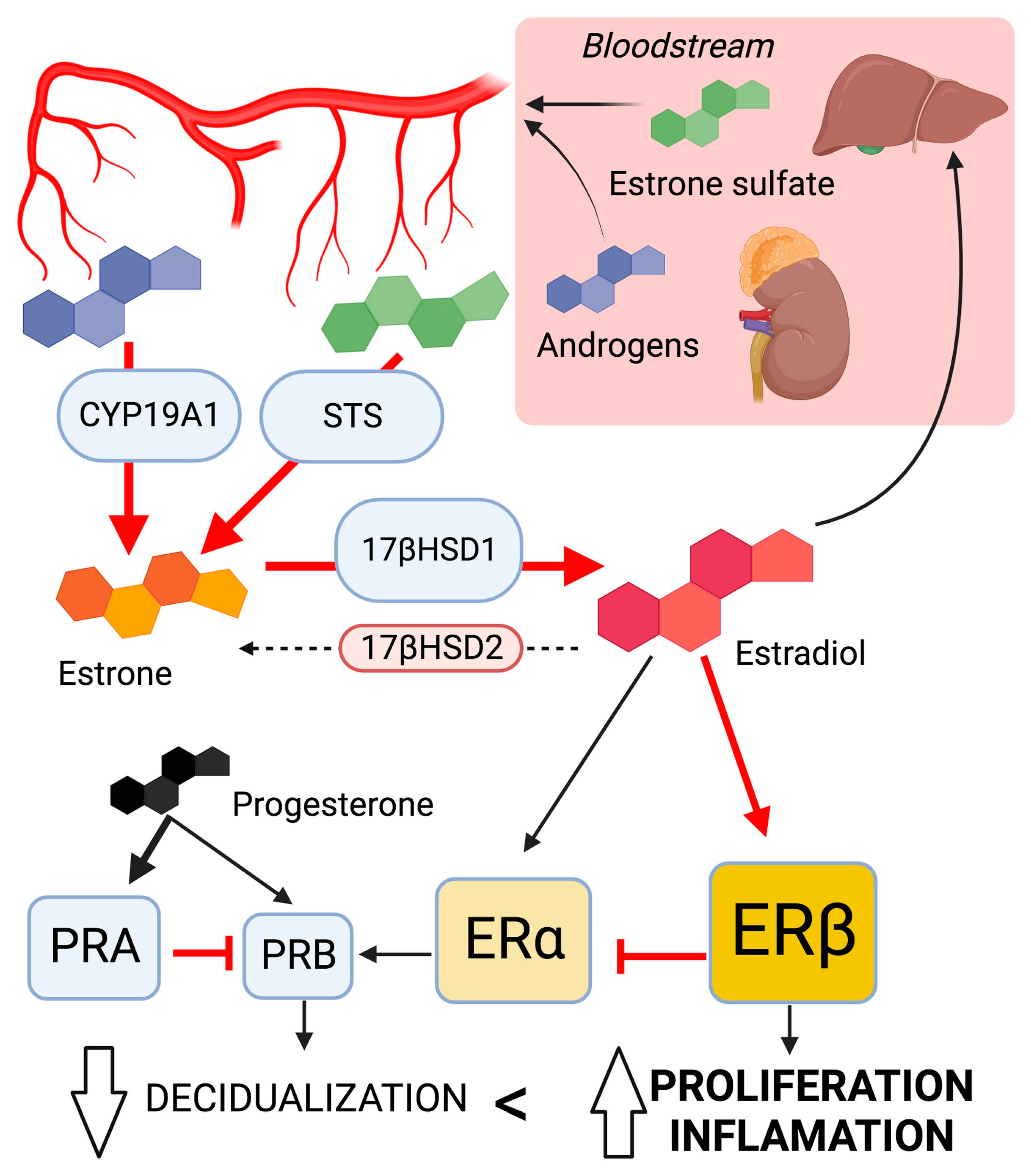 Endocrines 05 00004 g002 Endocrines 05 00004 g002