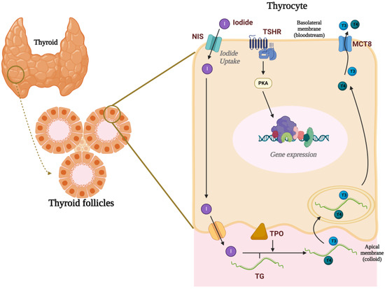 Thyroid under Attack: The Adverse Impact of Plasticizers, Pesticides, and PFASs on Thyroid Function Thyroid under Attack: The Adverse Impact of Plasticizers, Pesticides, and PFASs on Thyroid Function