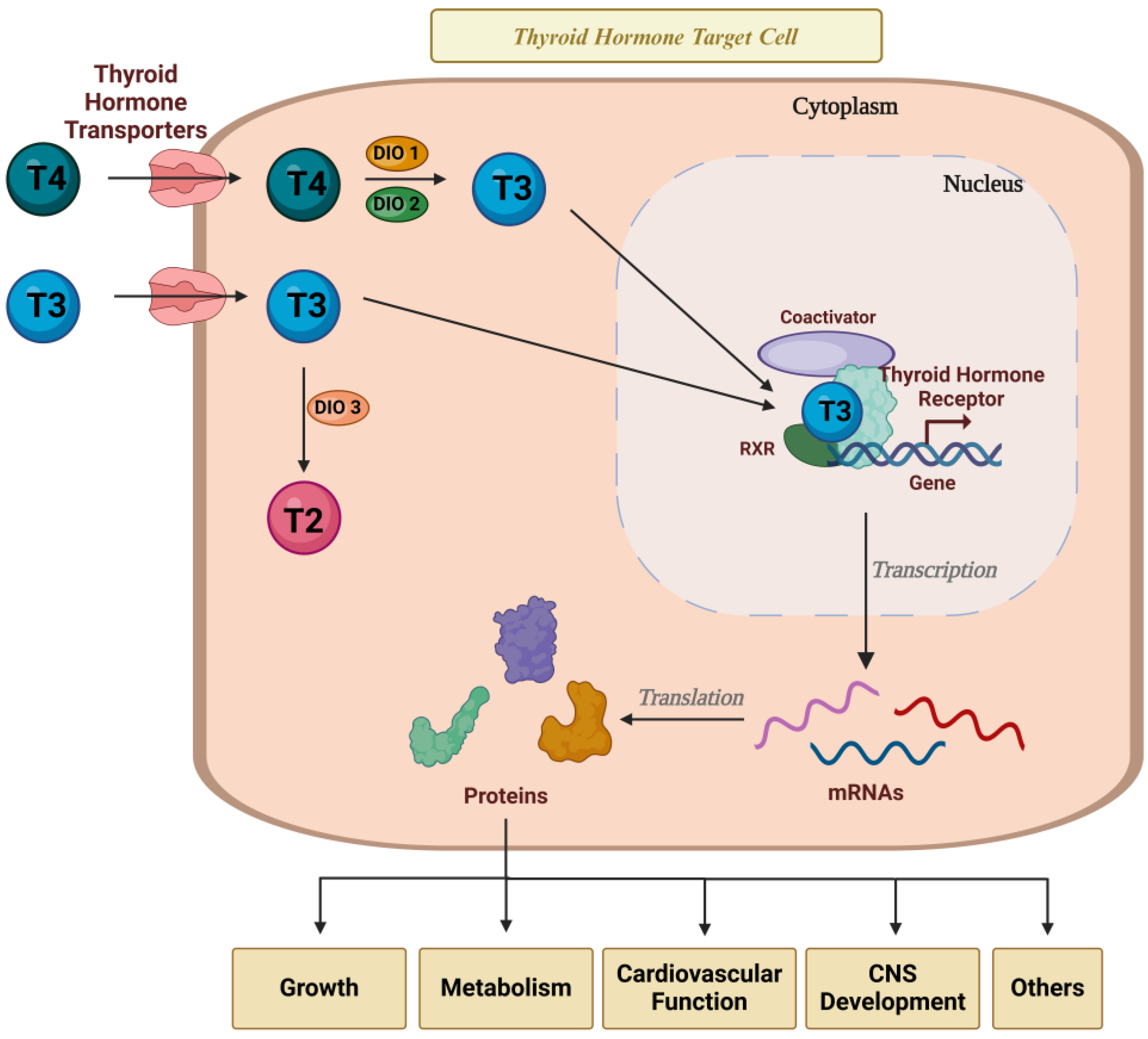 Endocrines 05 00032 g002 Endocrines 05 00032 g002