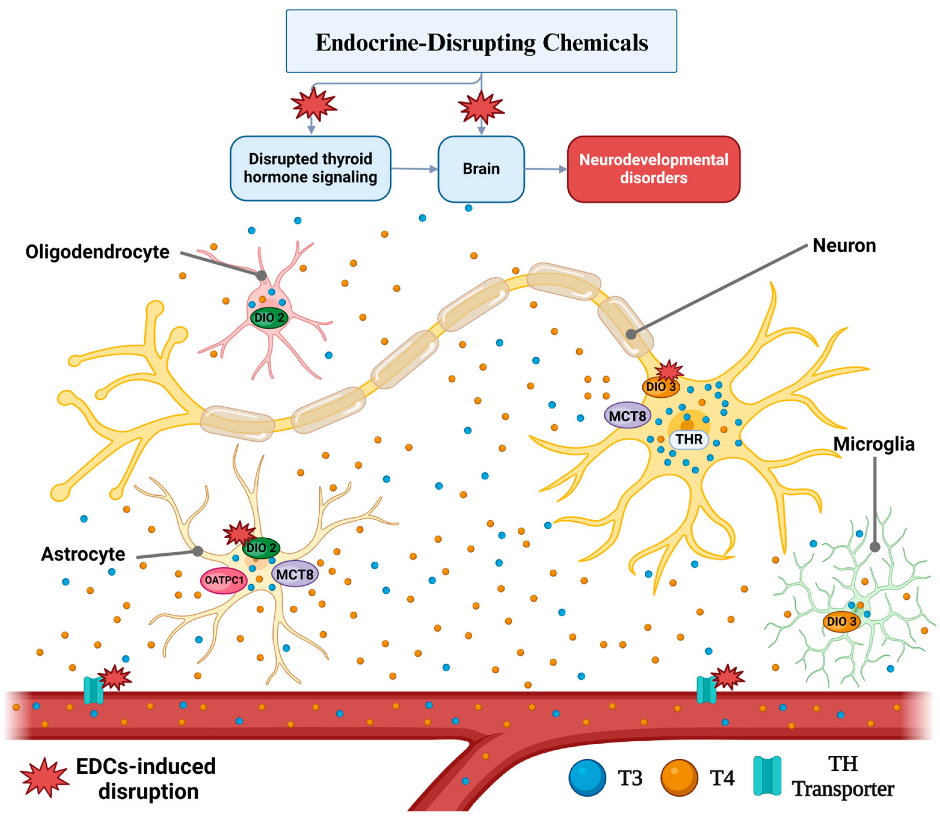 Endocrines 05 00036 g001