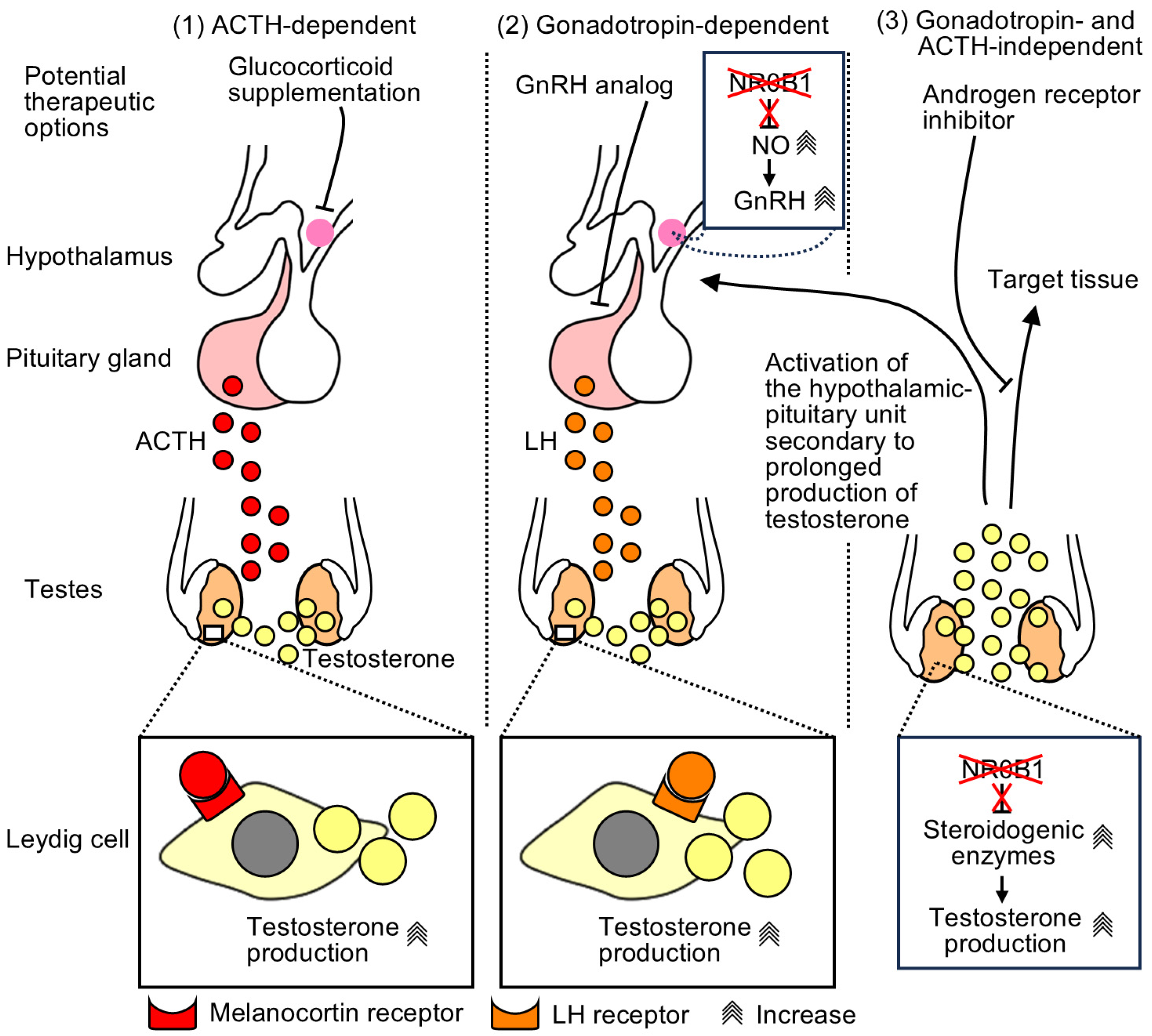 Endocrines 05 00038 g001 Endocrines 05 00038 g001