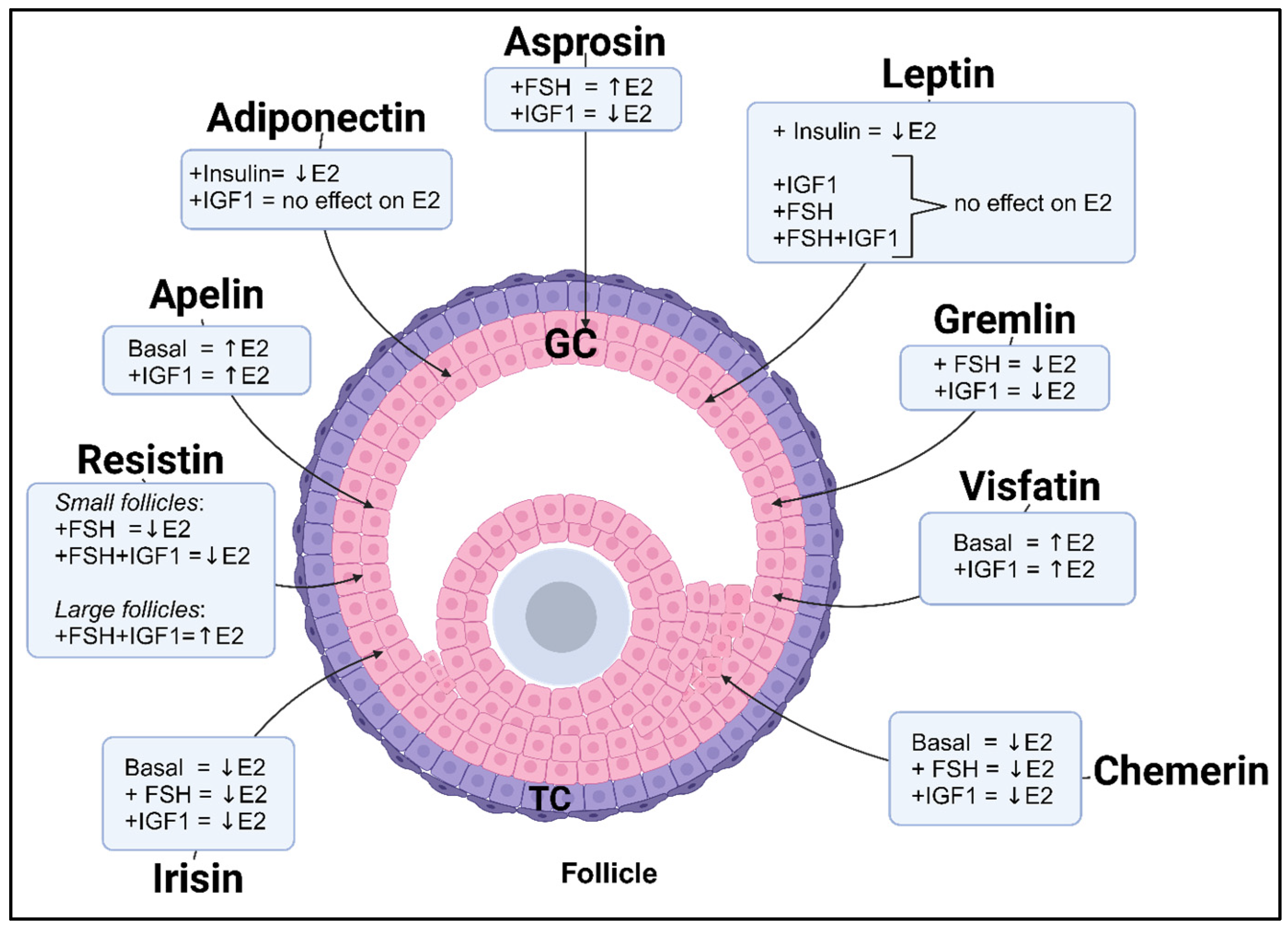 有名な高級ブランド Regulators Central Cells: Granulosa of Fertility Female パーツ