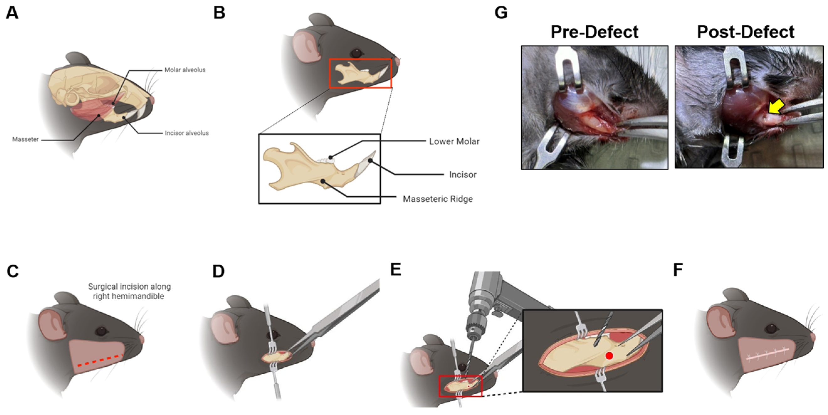 Endocrines 06 00009 g001