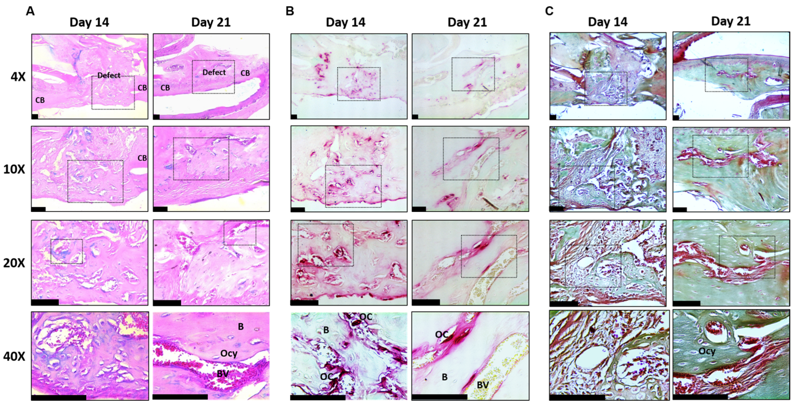 Endocrines 06 00009 g003