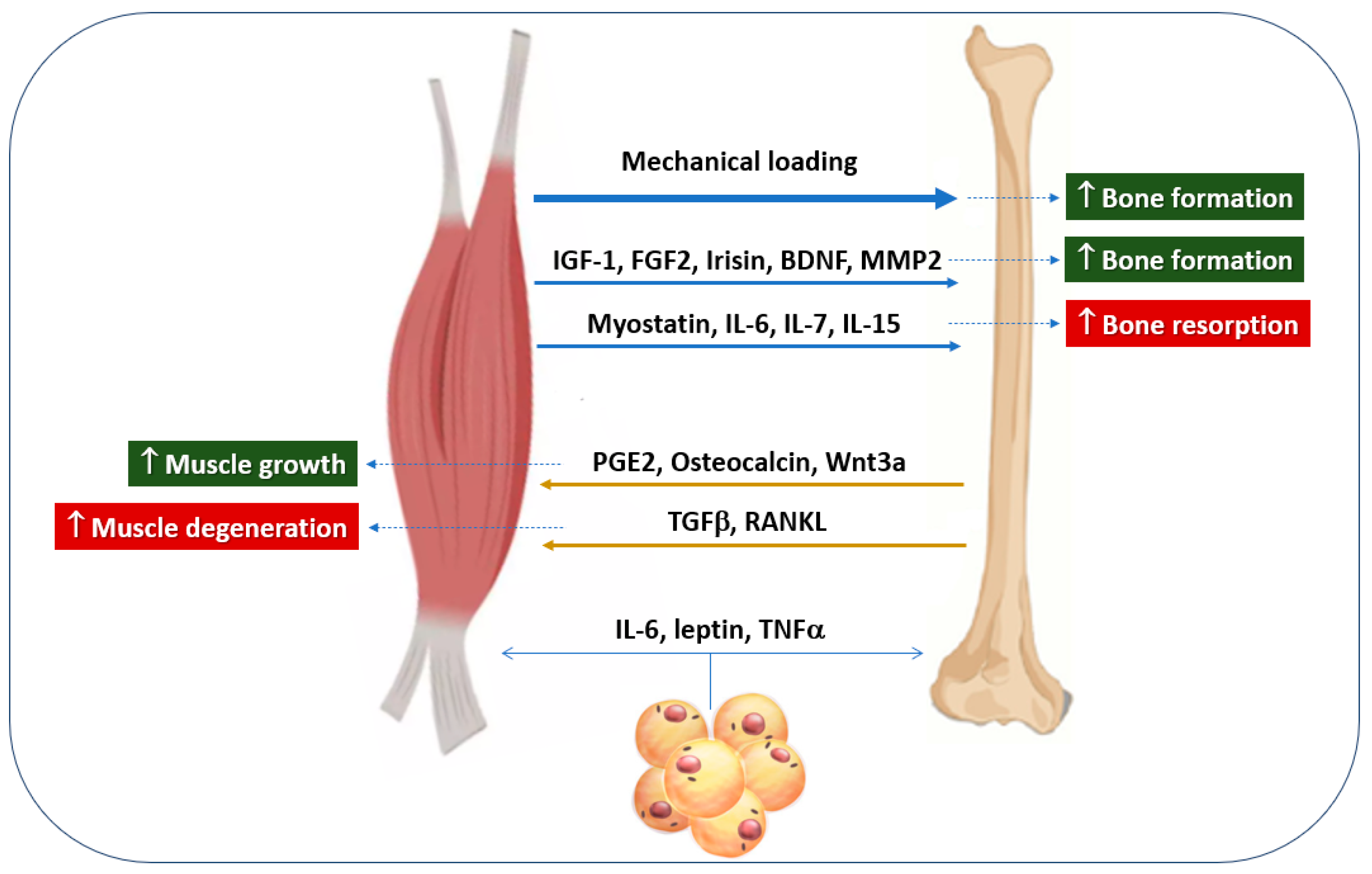 Endocrines 06 00010 g001