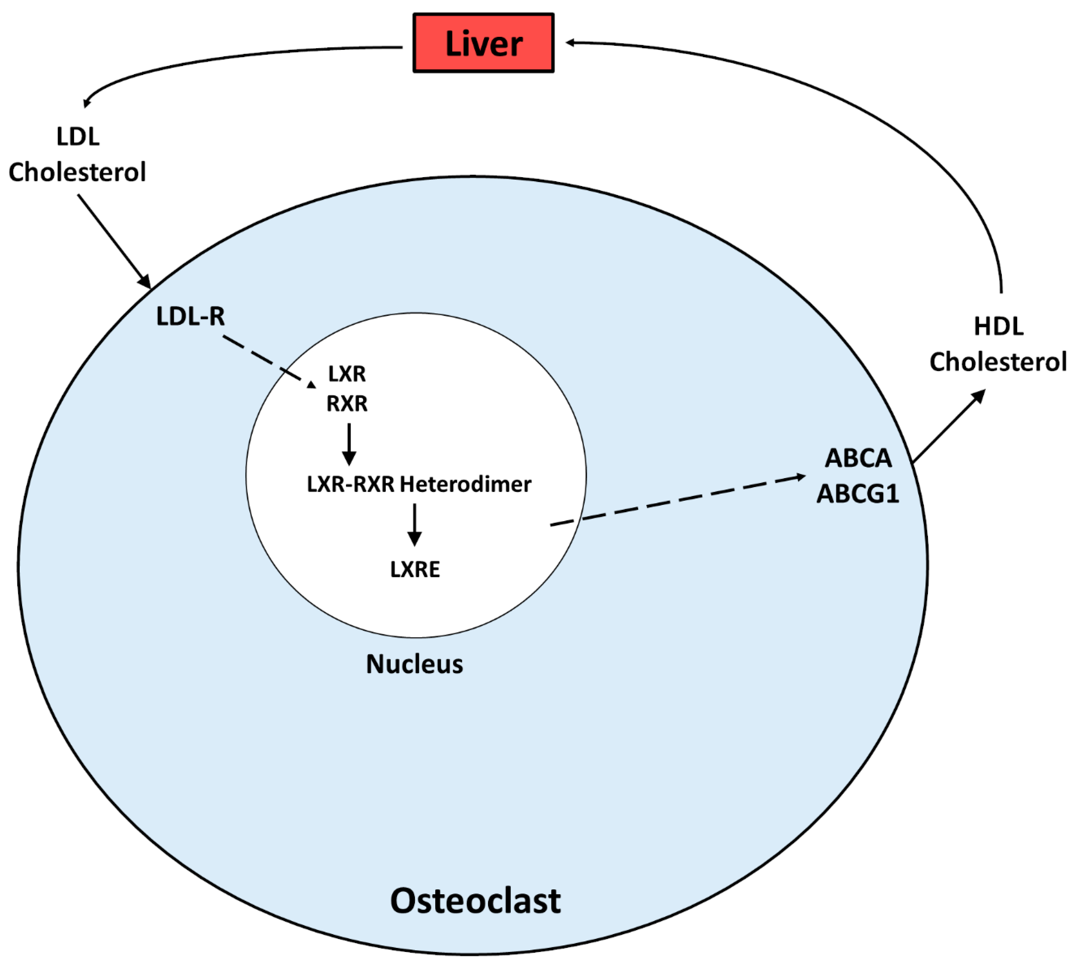 Endocrines 06 00019 g002