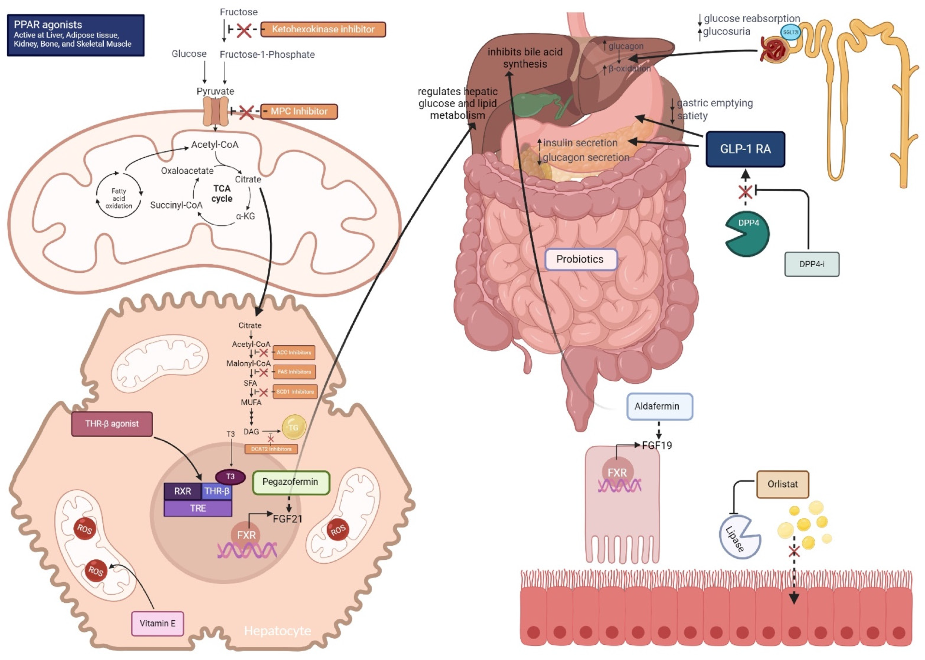 Endocrines 06 00027 g001