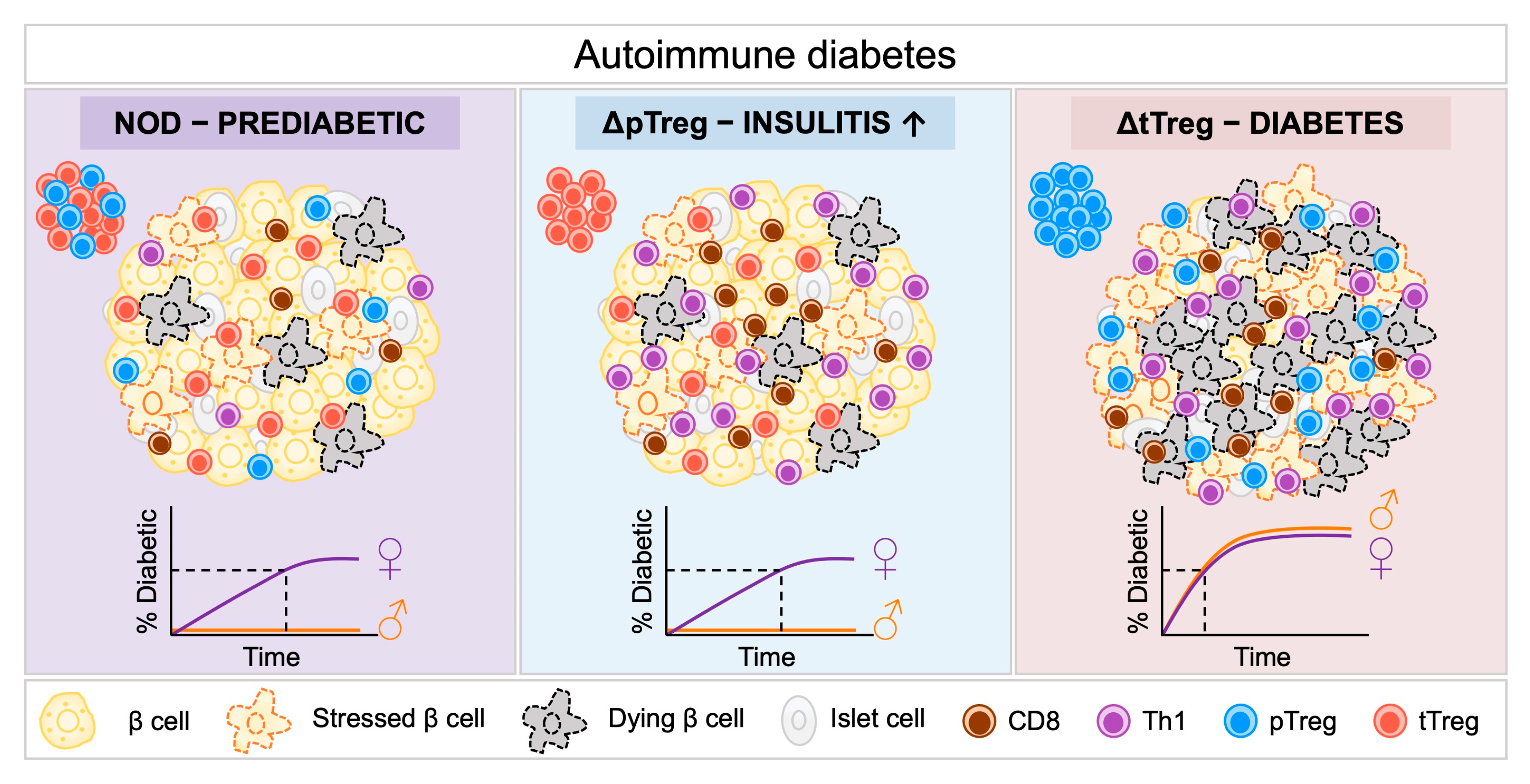 Endocrines 06 00041 g001