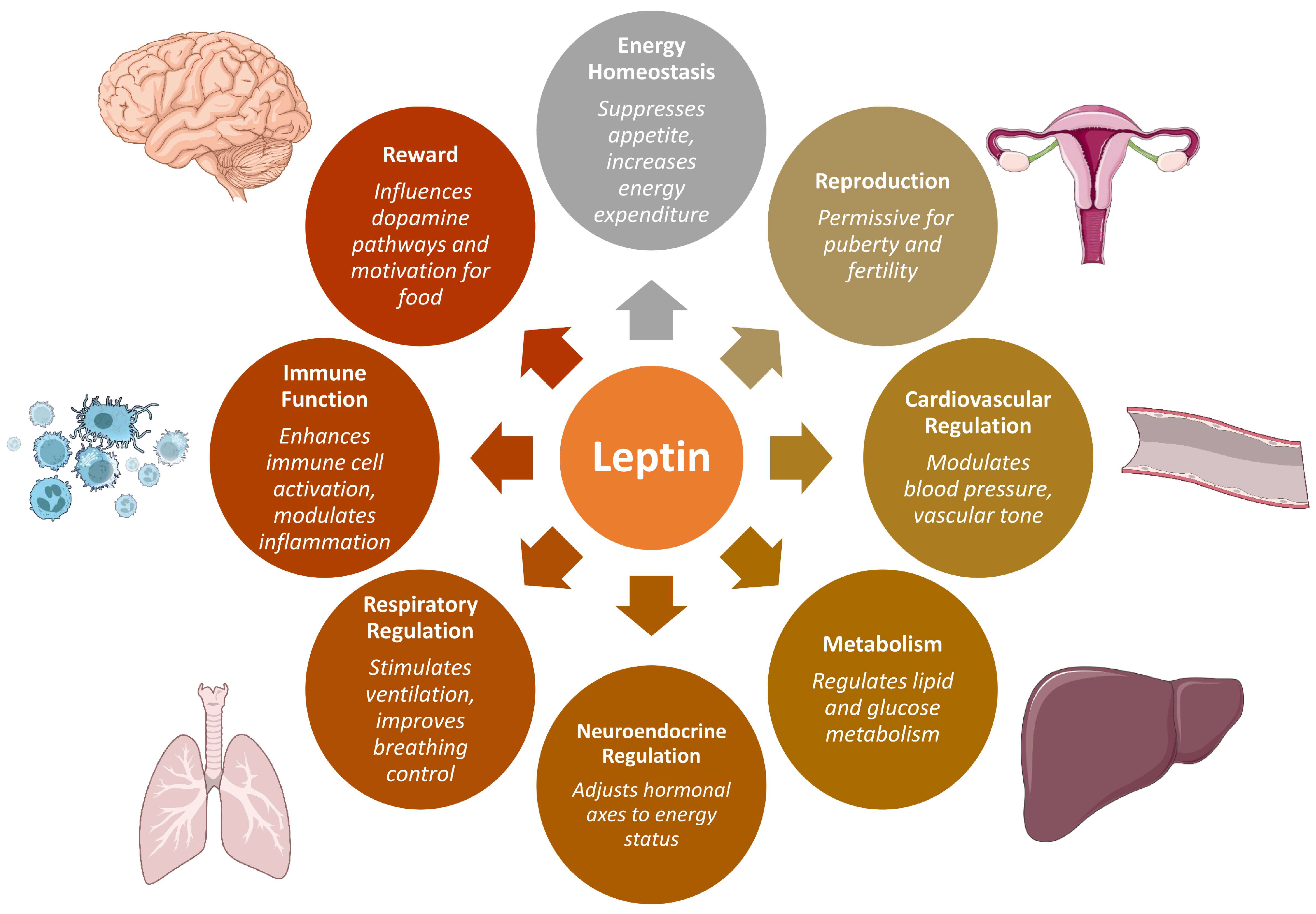 Endocrines 06 00042 g001