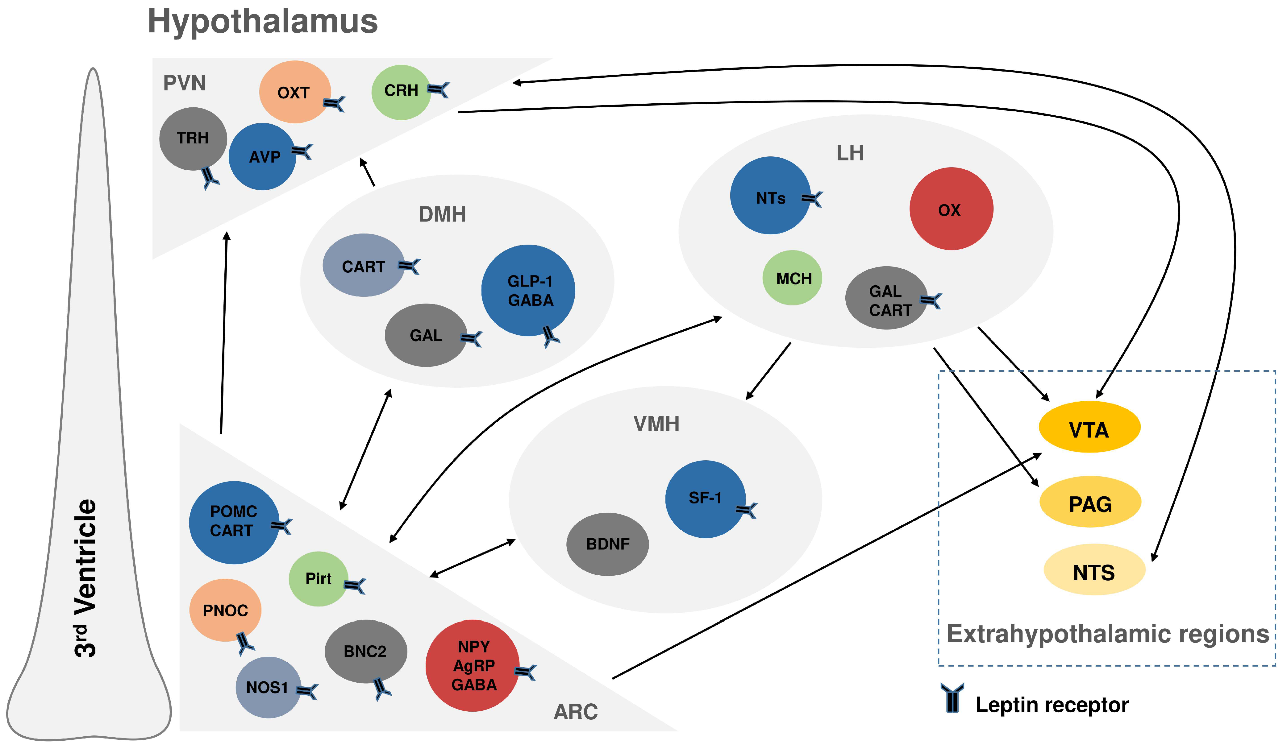 Endocrines 06 00042 g003