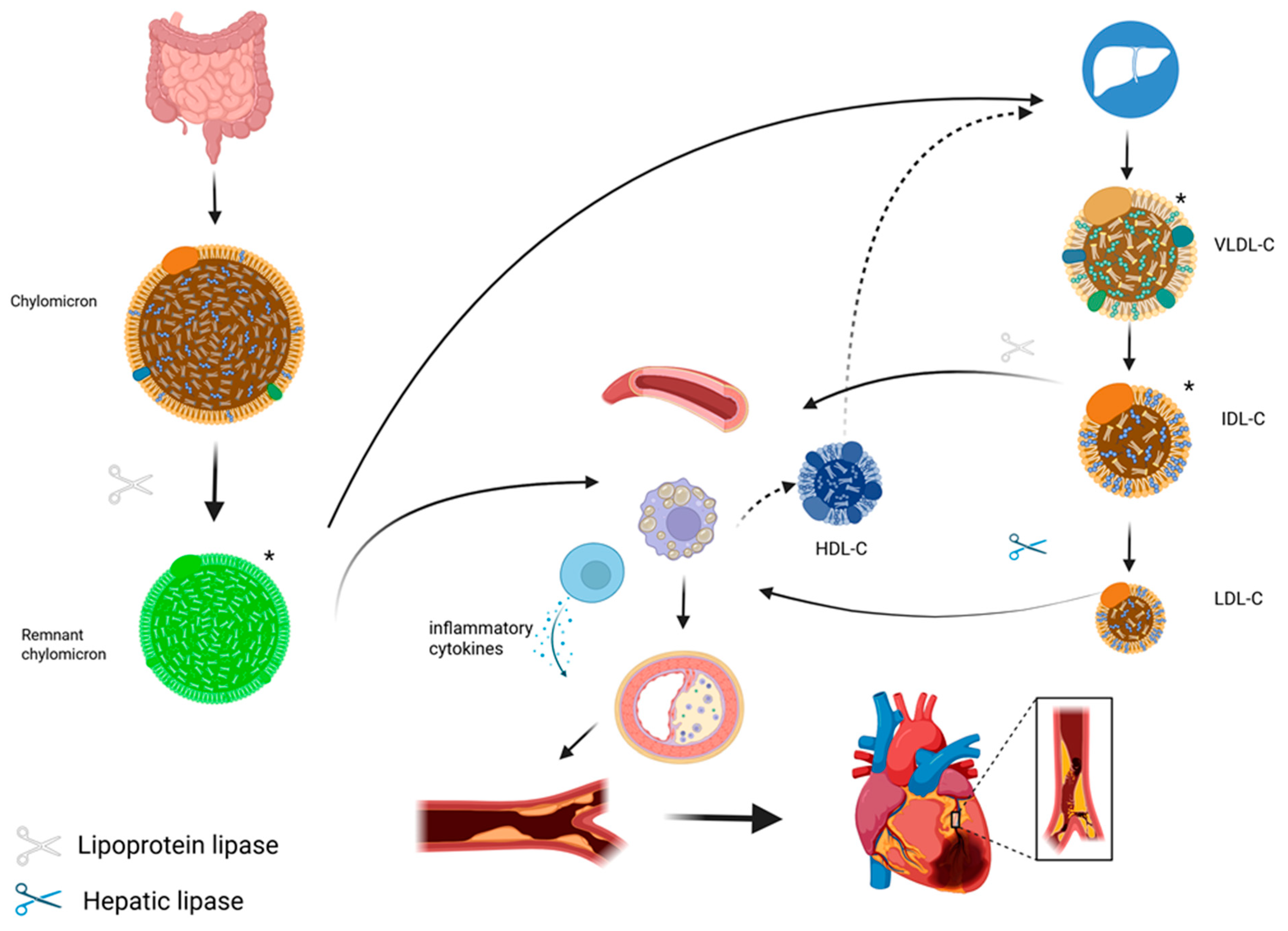 Endocrines 06 00046 g001