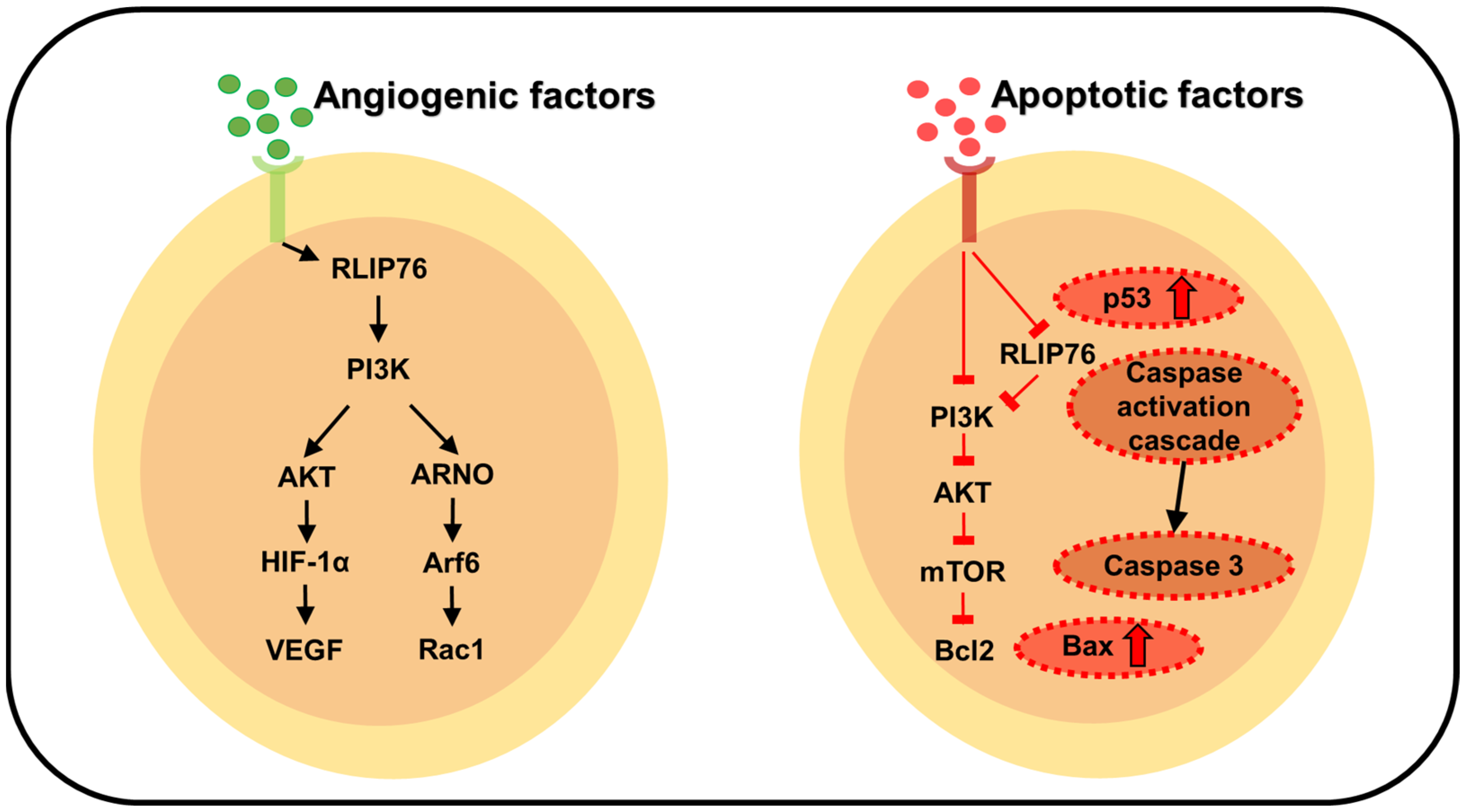 Endocrines 06 00053 g003 Endocrines 06 00053 g003