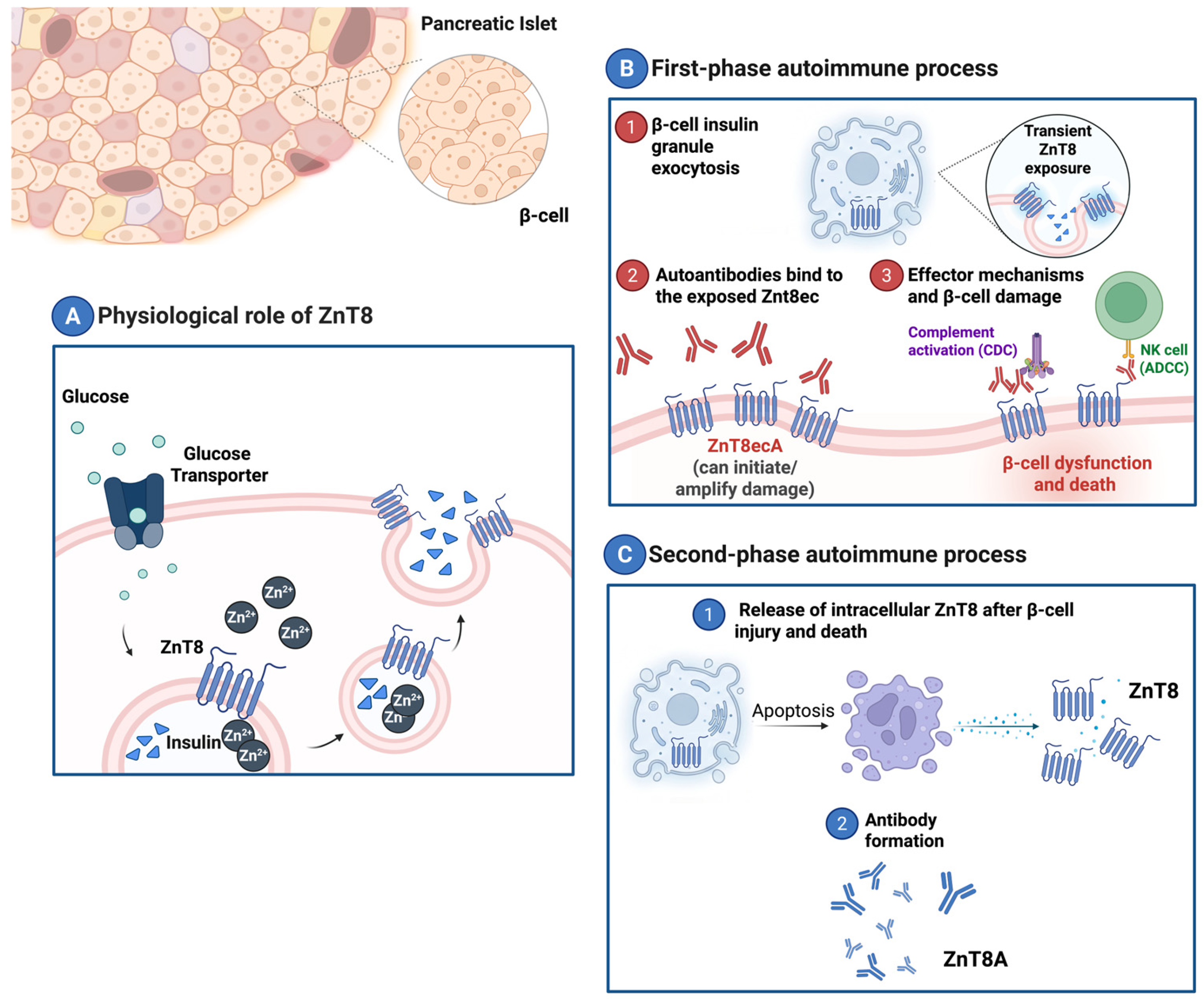 Endocrines 07 00031 g001 Endocrines 07 00031 g001