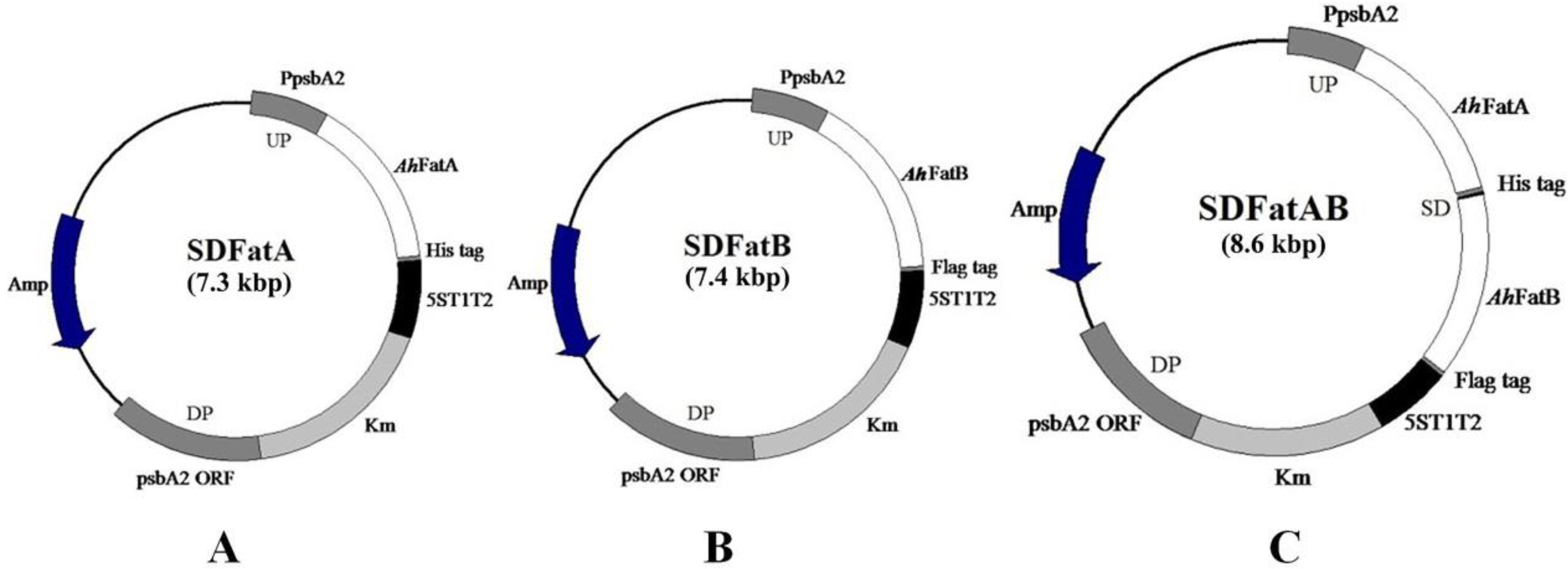 Energies 10 02093 g001