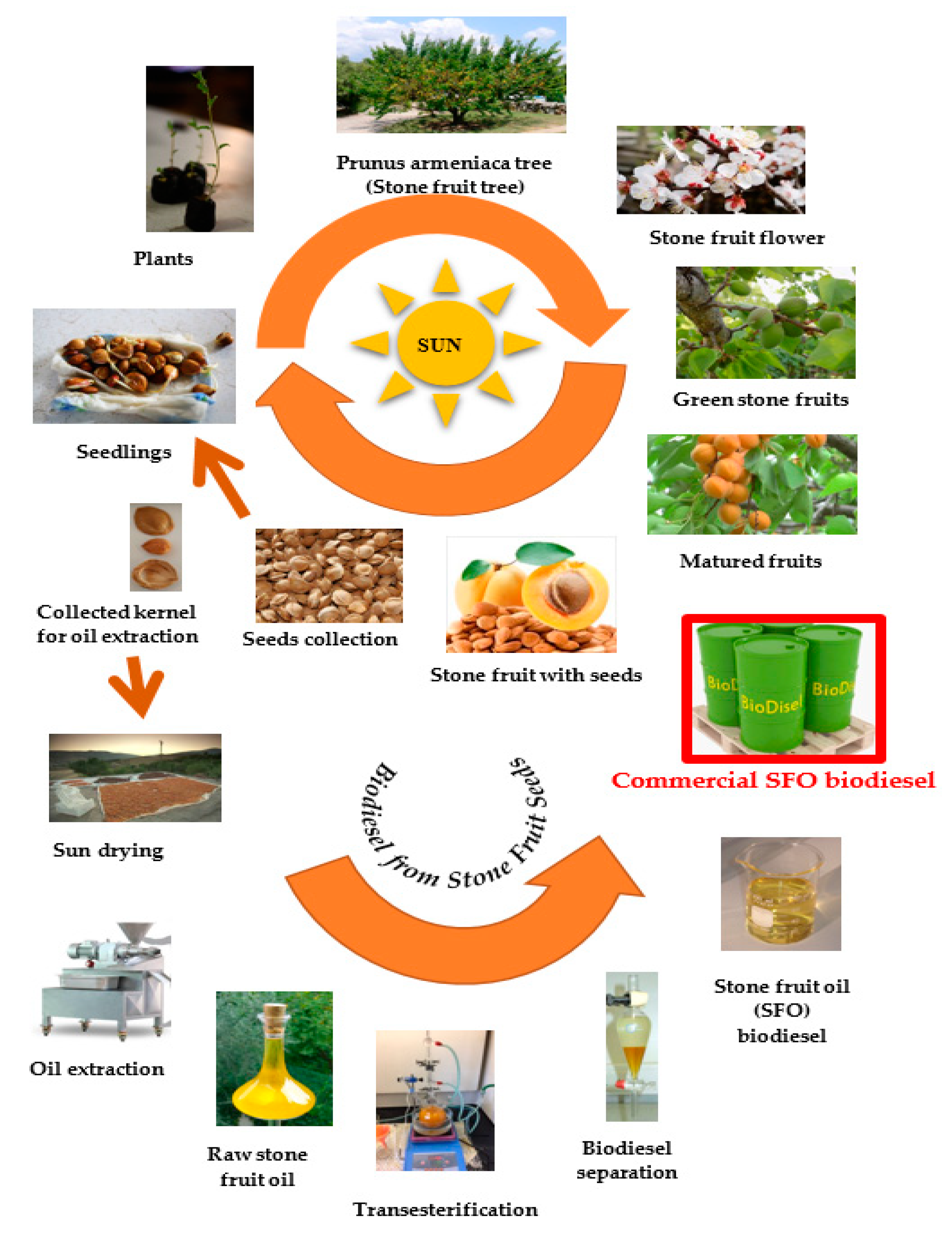 Sygdom drivhus Mob Energies | Free Full-Text | Optimisation of Second-Generation Biodiesel  Production from Australian Native Stone Fruit Oil Using Response Surface  Method