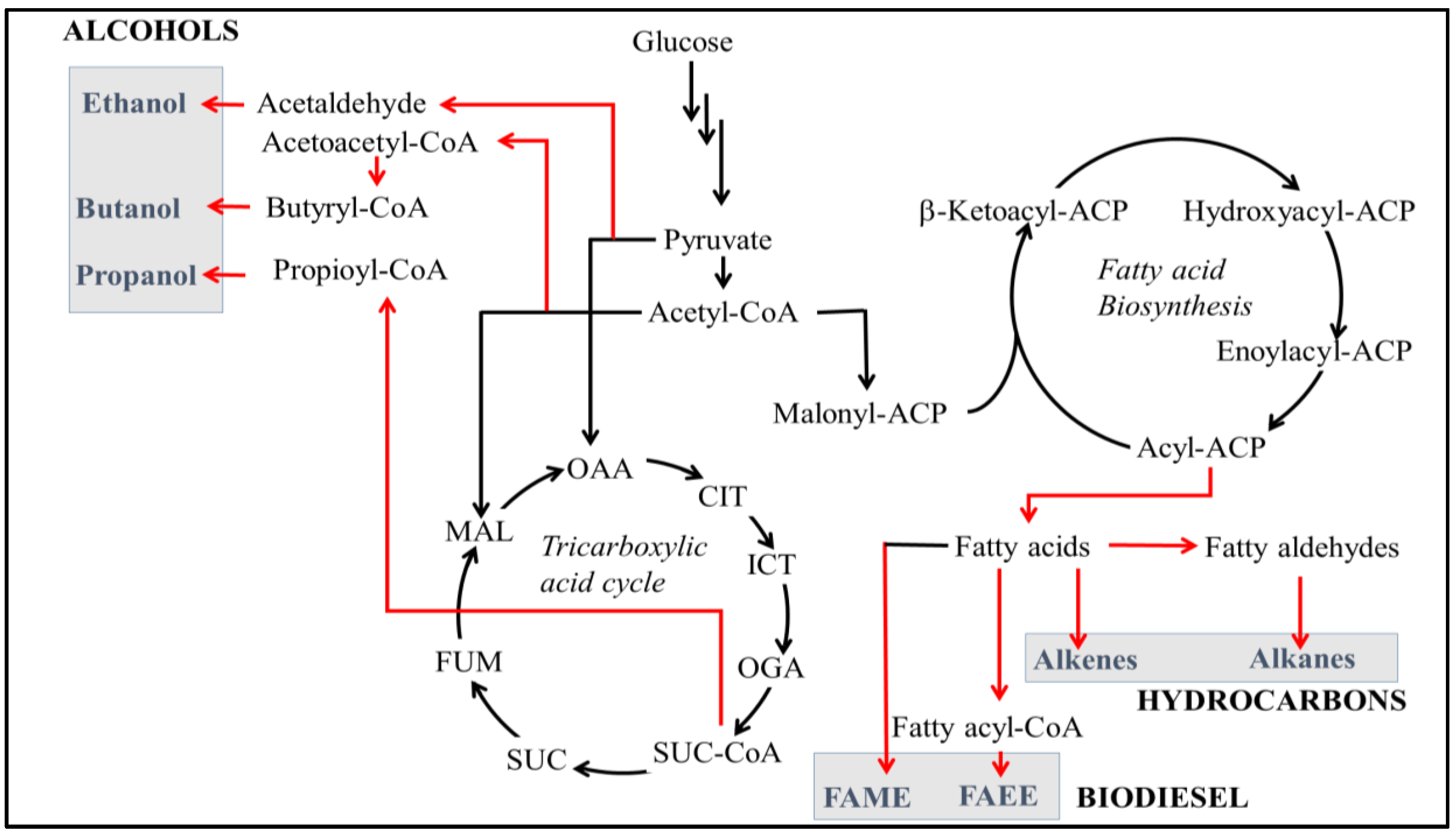 A Critical Analysis of Bio-Hydrocarbon Production in
