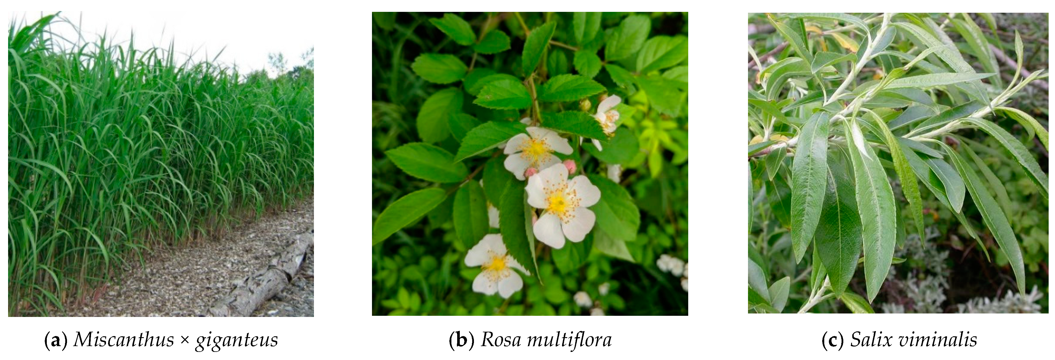 Energies 12 03660 g001