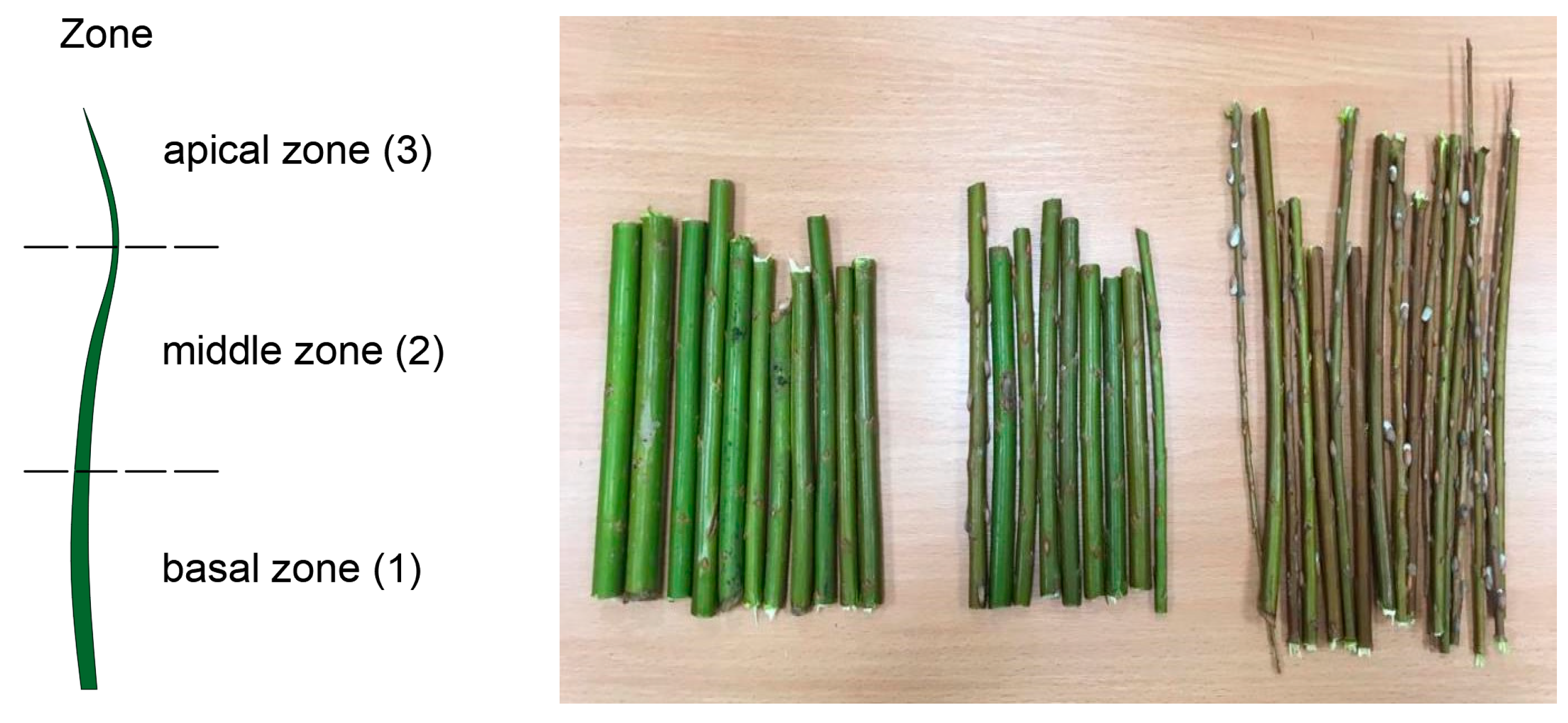 Energies 12 03660 g003