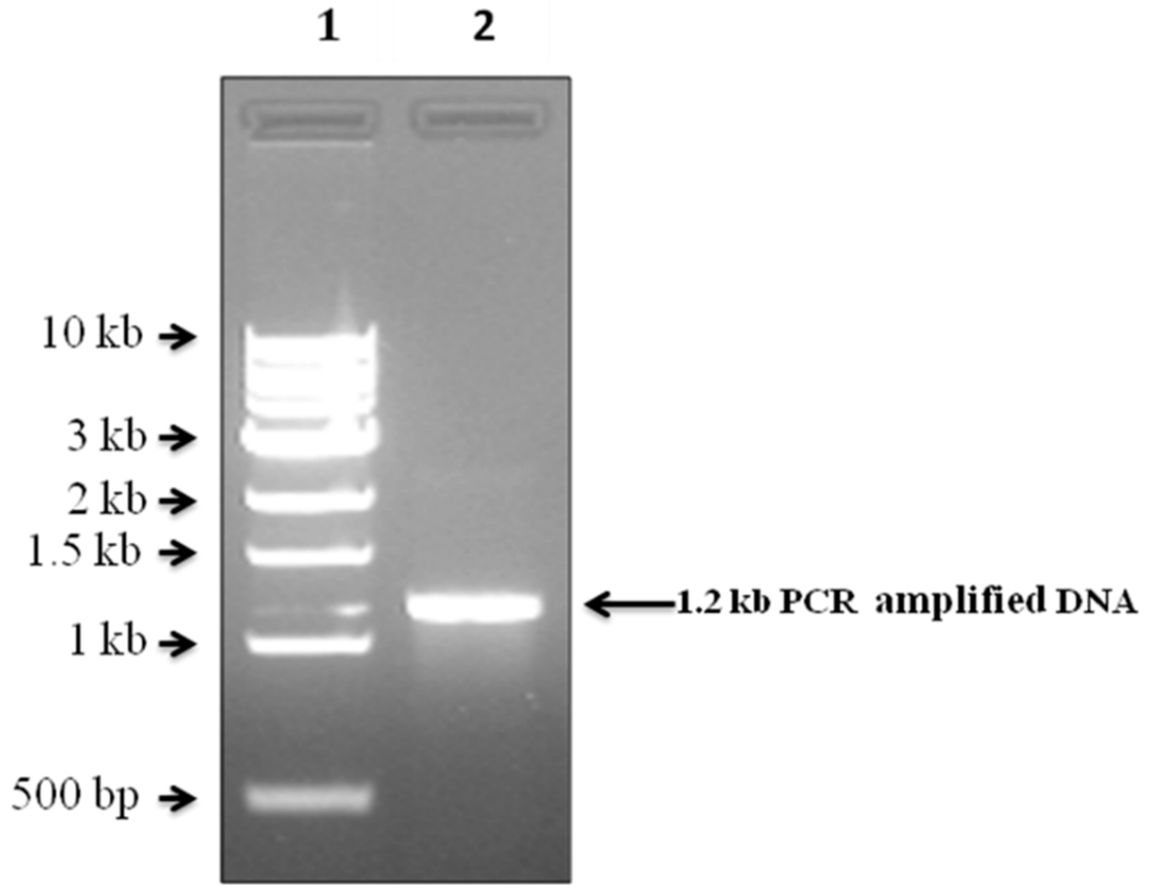 Energies 13 00341 g003