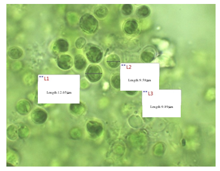 Energies 13 05994 g009