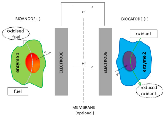 Energies | Free Full-Text | Enzymatic Biofuel Cells: A Review on Flow Designs Energies | Free Full-Text | Enzymatic Biofuel Cells: A Review on Flow Designs