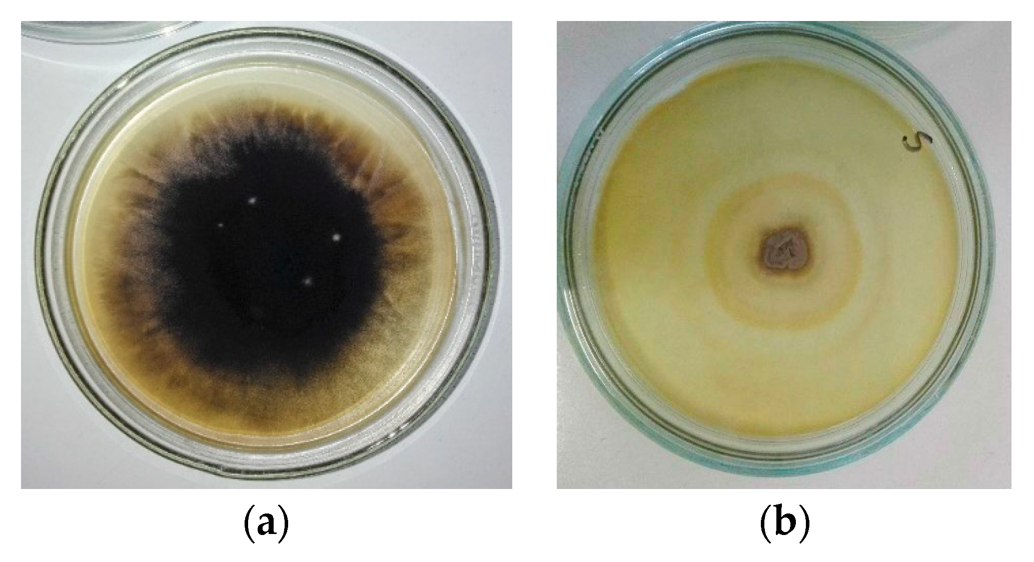 Energies 14 01602 g003 Energies 14 01602 g003
