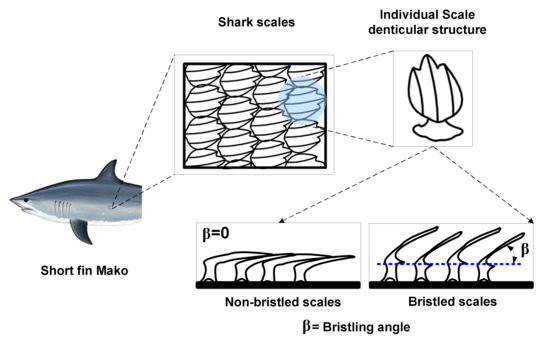 Energies Free Full Text Aerodynamic Characteristics Of Shark Scale Based Vortex Generators Upon Symmetrical Airfoil Html Energies Free Full Text Aerodynamic Characteristics Of Shark Scale Based Vortex Generators Upon Symmetrical Airfoil Html