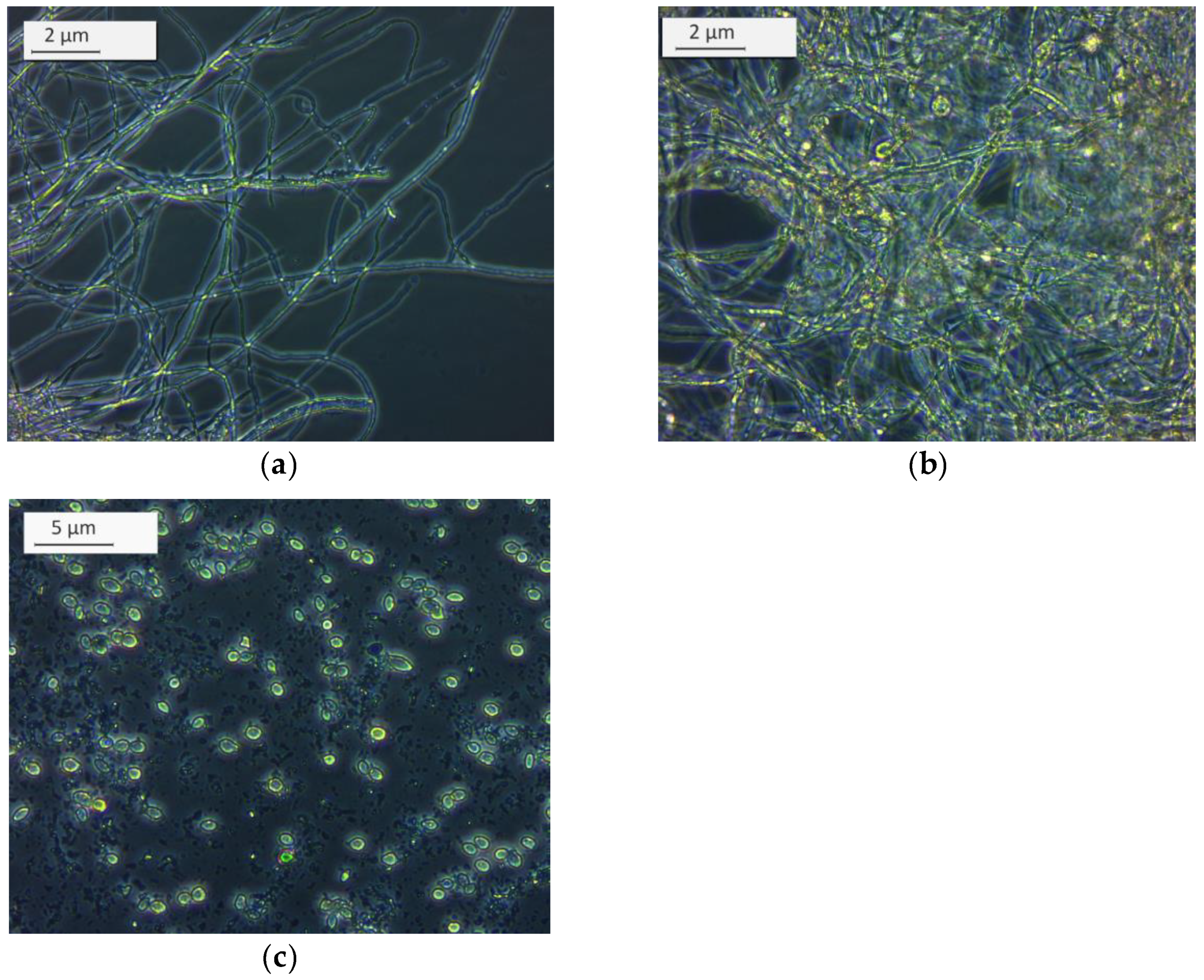 Energies 14 02098 g006 Energies 14 02098 g006