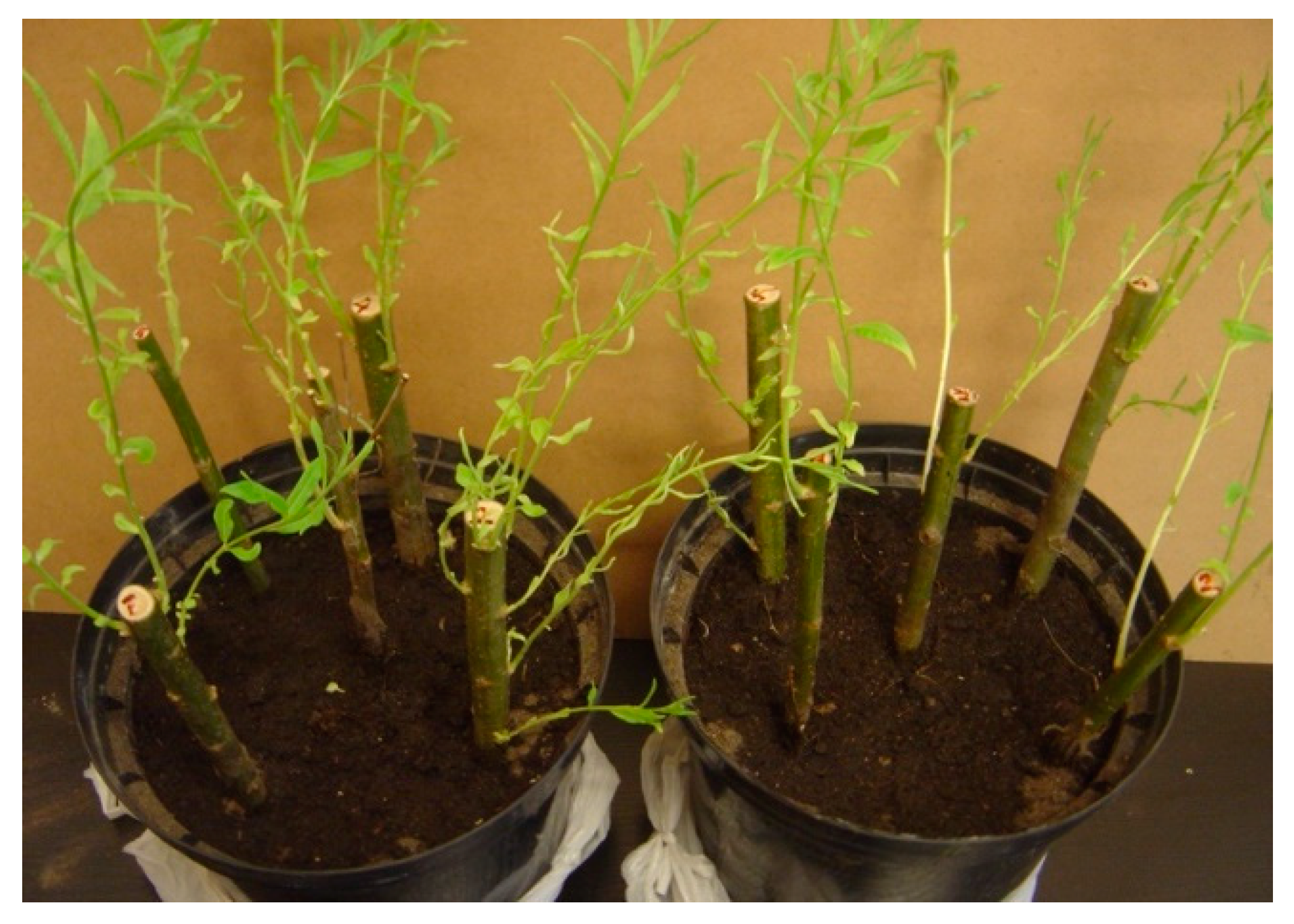 Energies 14 02968 g004