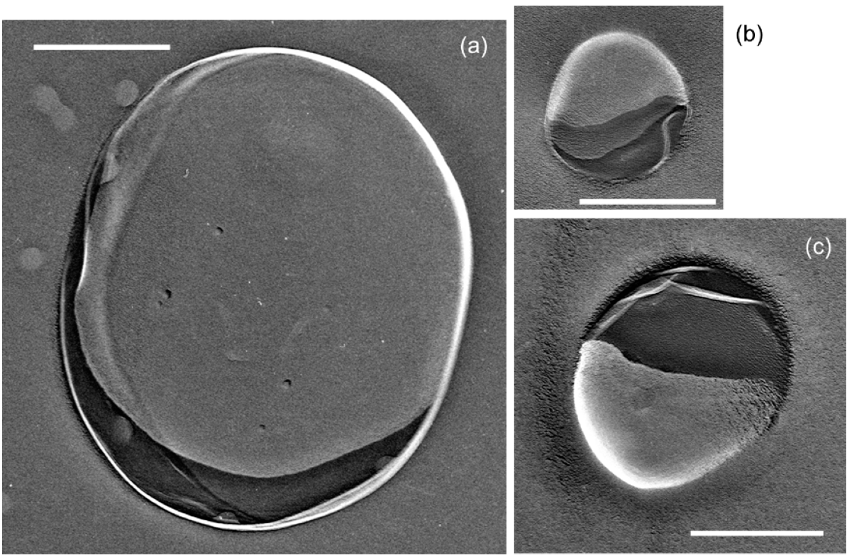 Energies 14 03386 g001